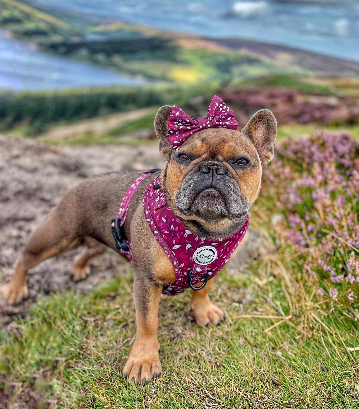 Bow Tie - 'Don't Stop Be-Leafing - Merlot'