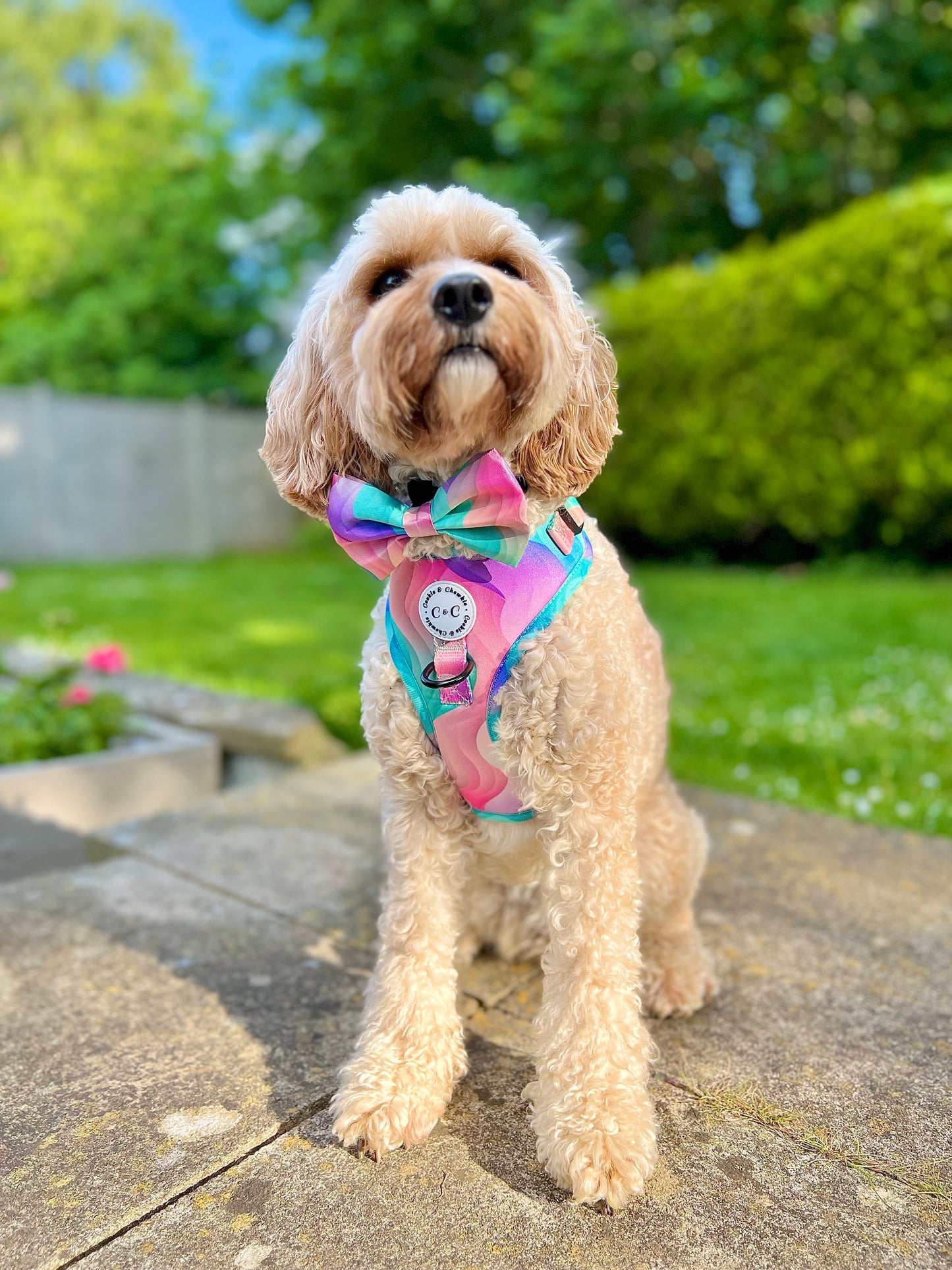 Bow Tie - 'Colours of the Wind'