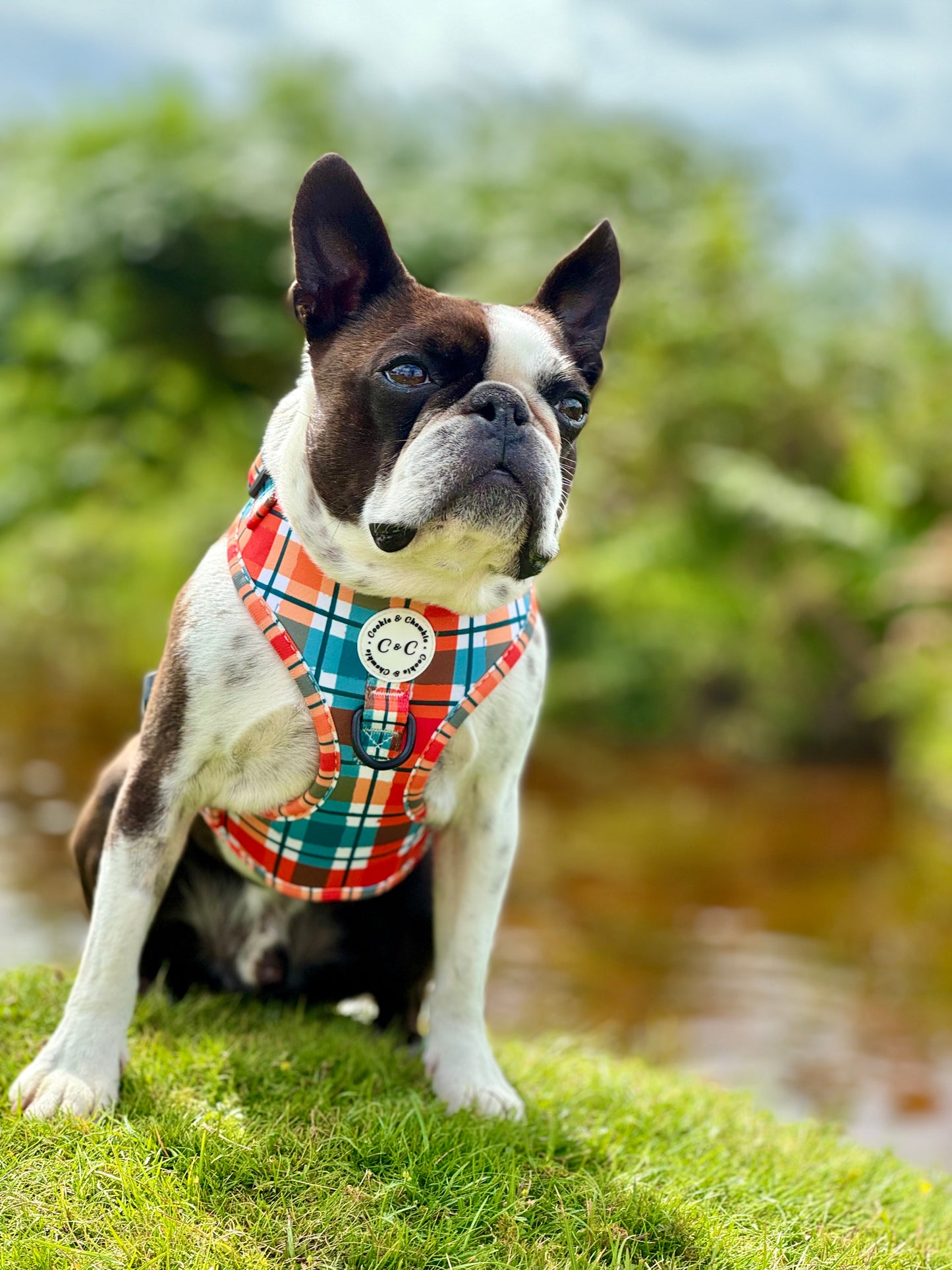 Adjustable Harness - 'Plaid Romance'