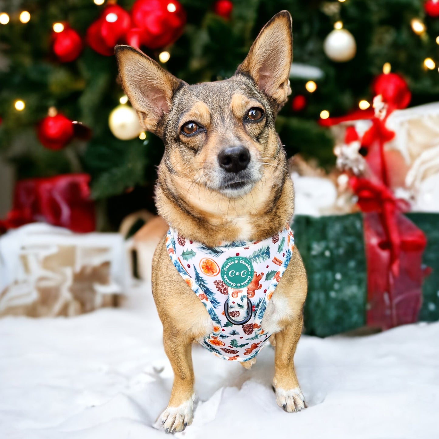 Adjustable Harness - 'Festive Pawpourri'