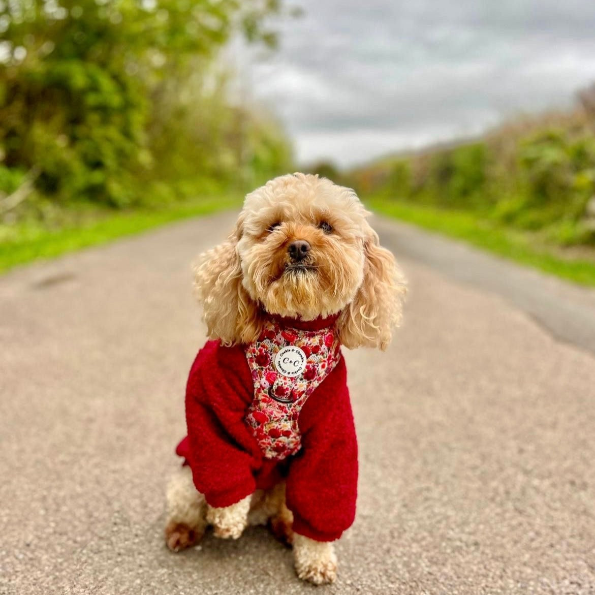 Adjustable Harness - 'Meet Me At Monet's'