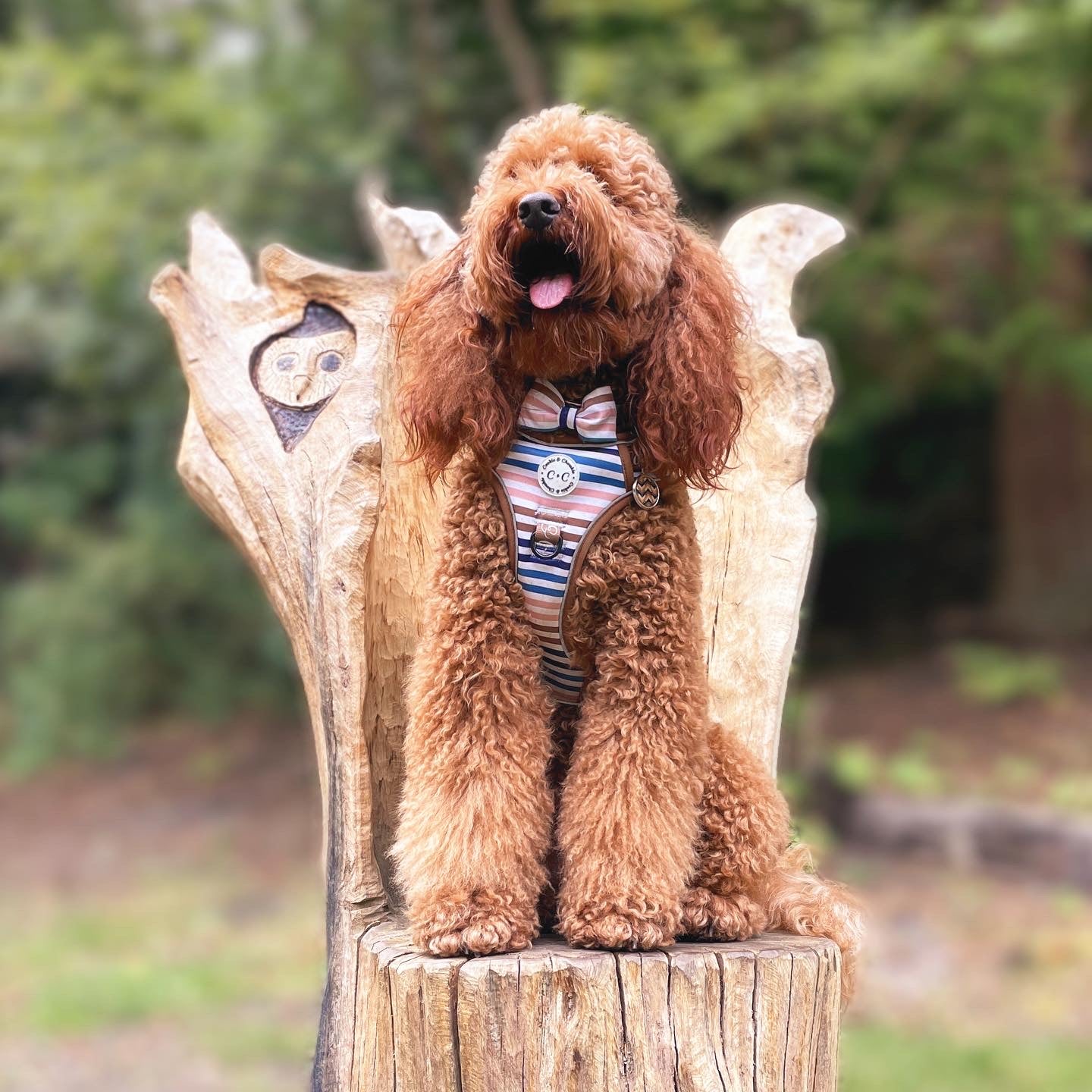 Adjustable TUFF Harness - 'I've Earned My Stripes'