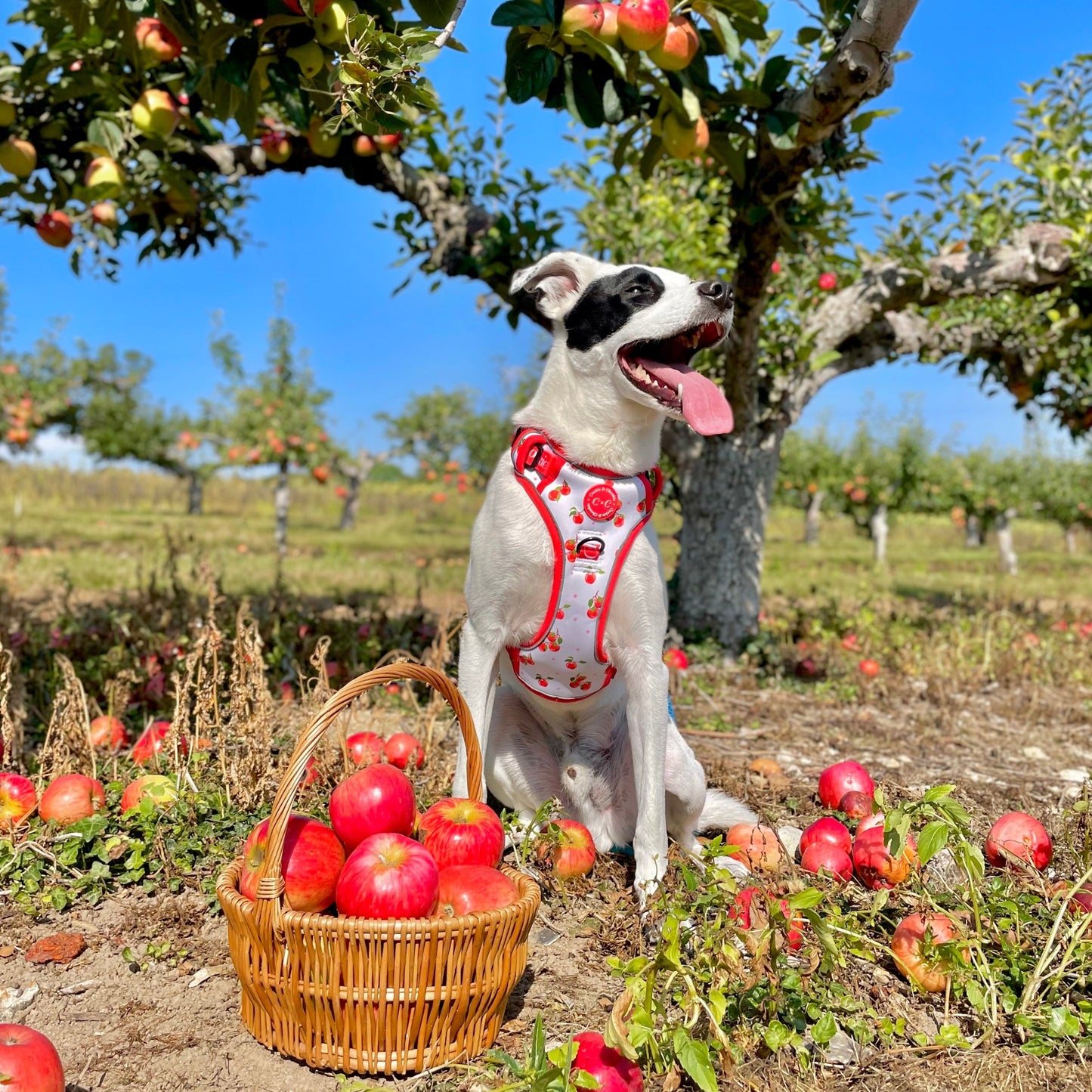 Adjustable TUFF Harness - 'Apple Pawtumn Jeans'