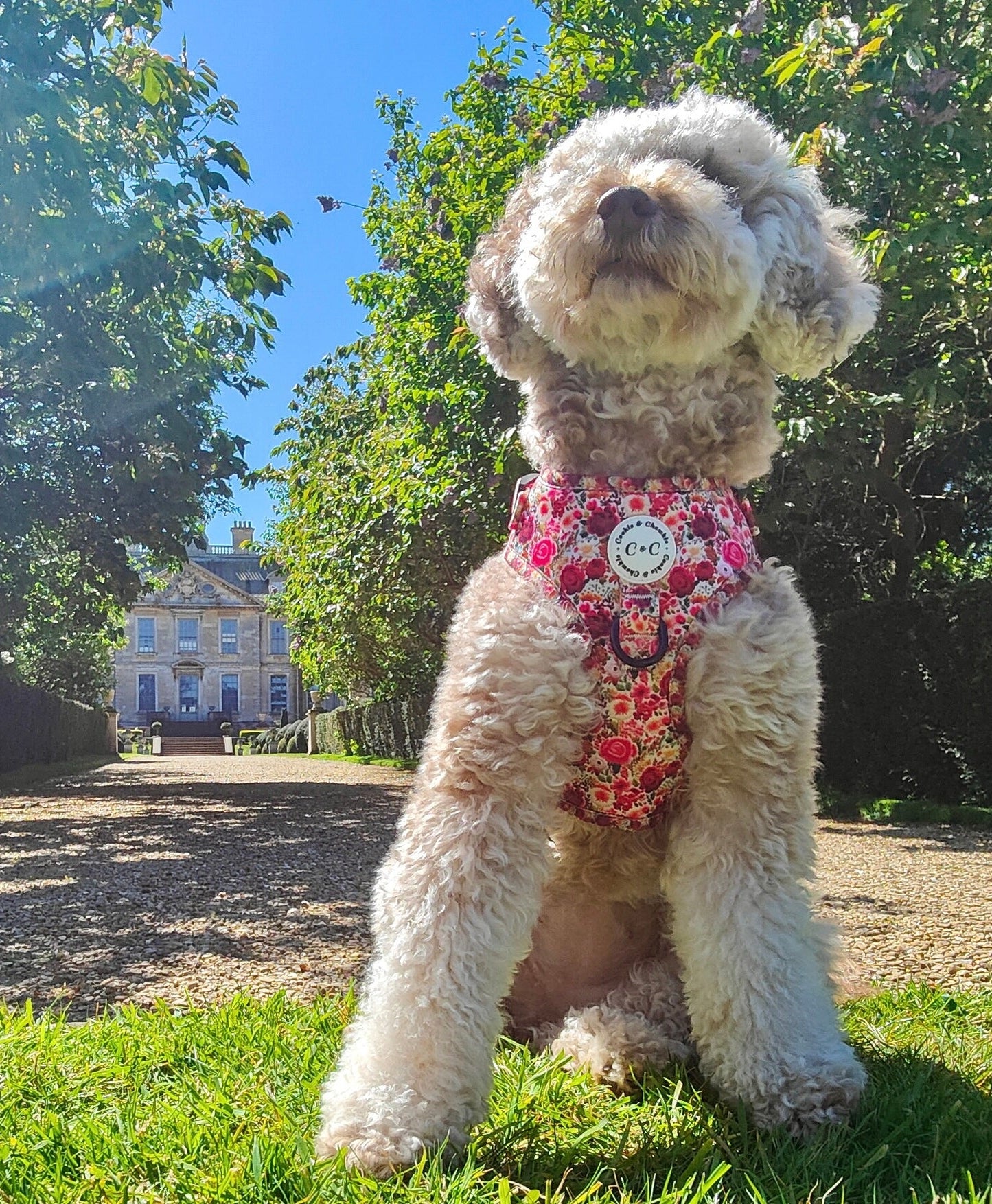 Adjustable Harness - 'Meet Me At Monet's'