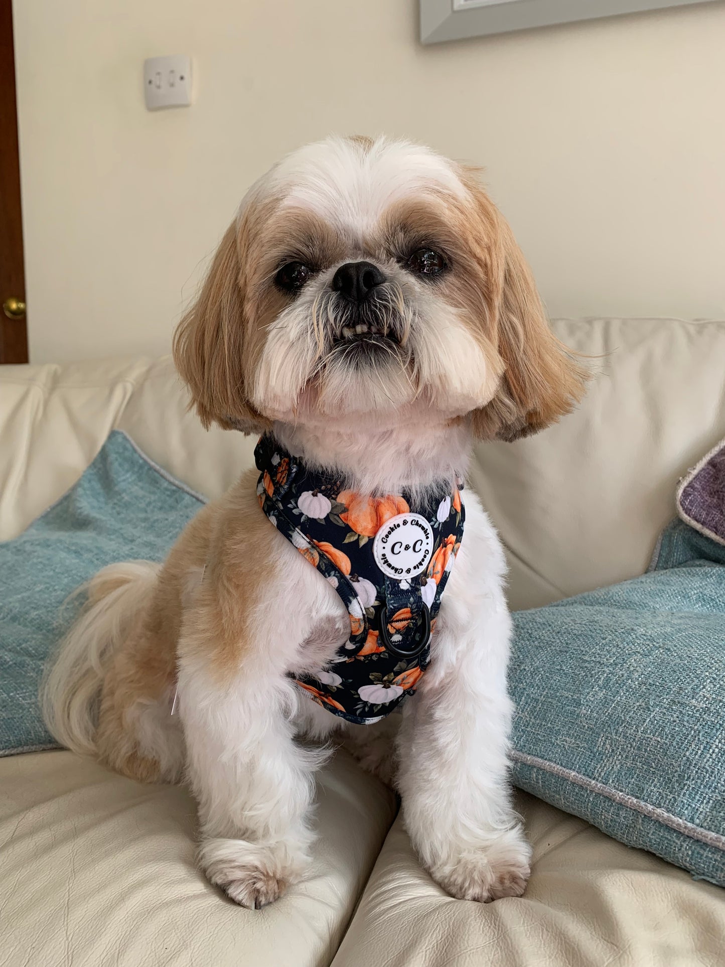 Adjustable Harness - 'My Little Pumpkin'