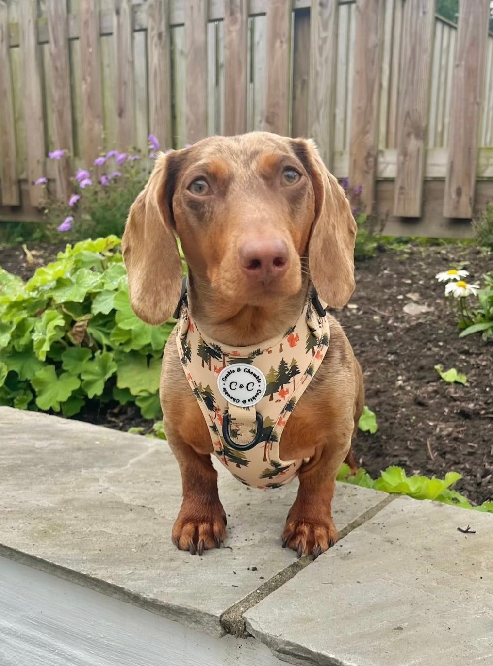 Adjustable Harness - 'Squirrel Pawtrol'