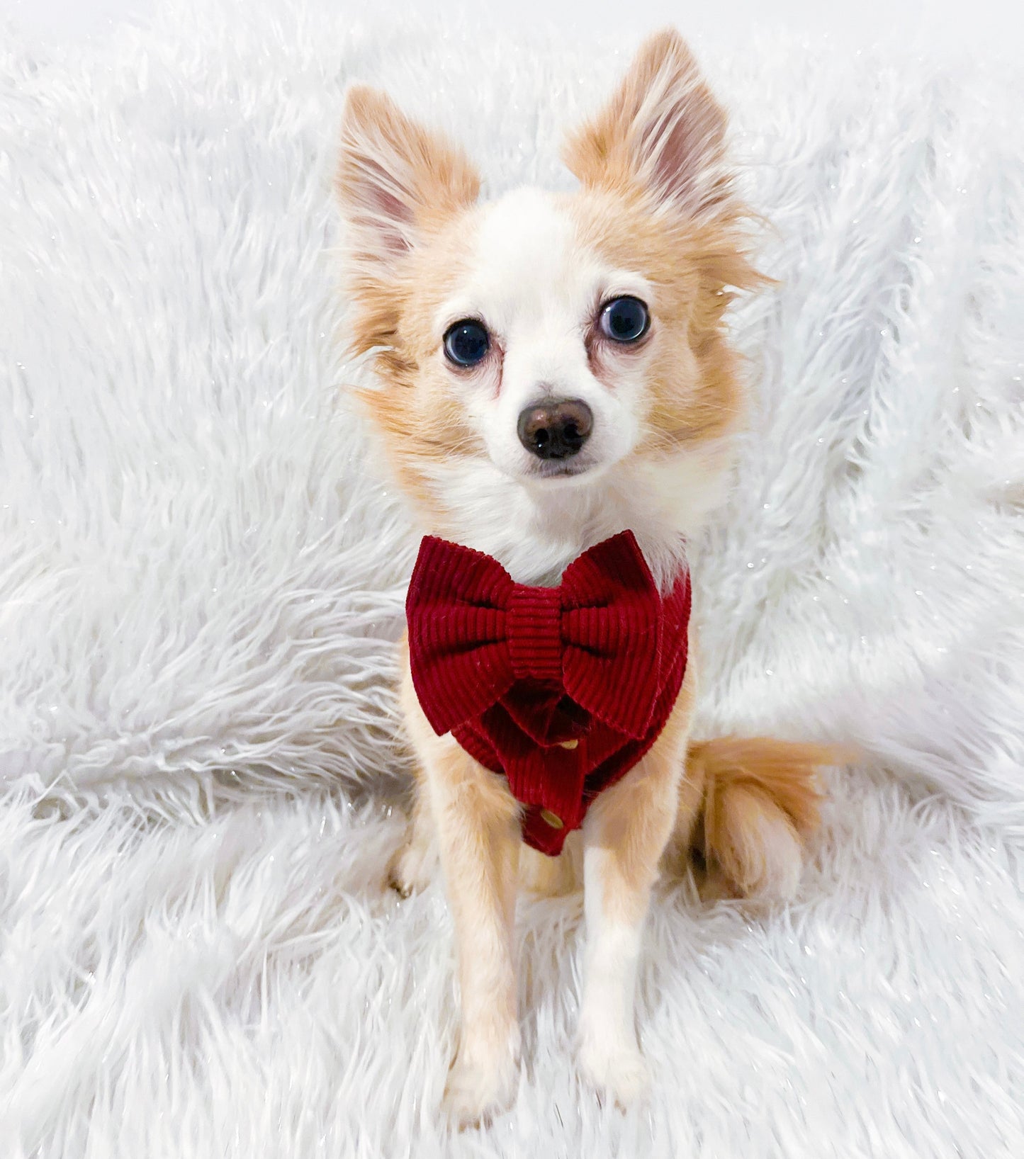 CLASSIES Corduroy Bow Tie - 'September'
