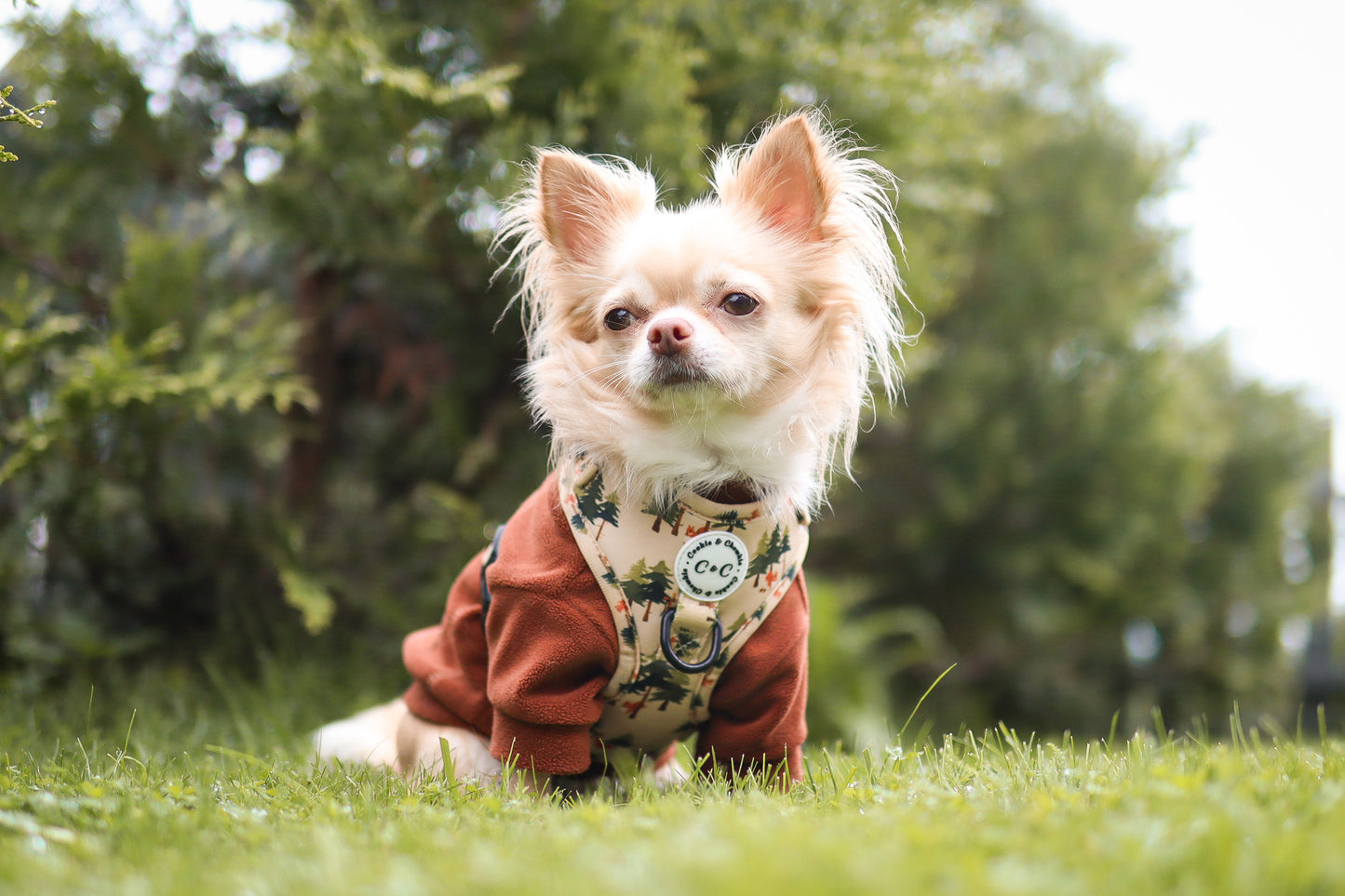 Adjustable Harness - 'Squirrel Pawtrol'