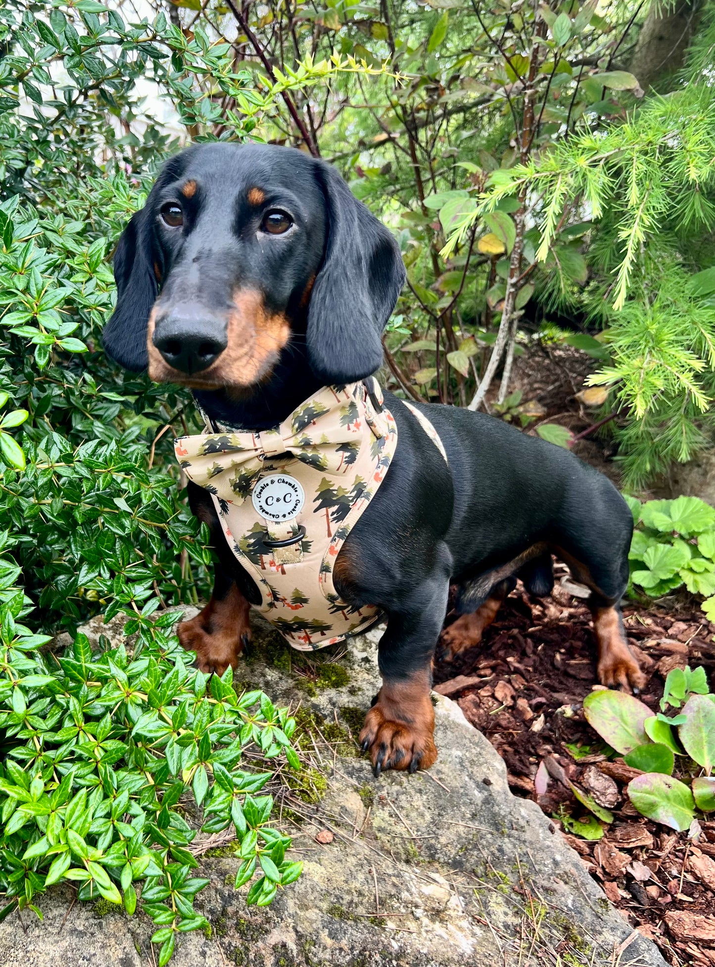 Adjustable Harness - 'Squirrel Pawtrol'