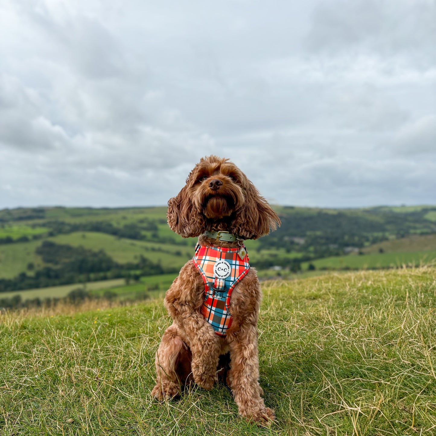 Adjustable Harness - 'Plaid Romance'