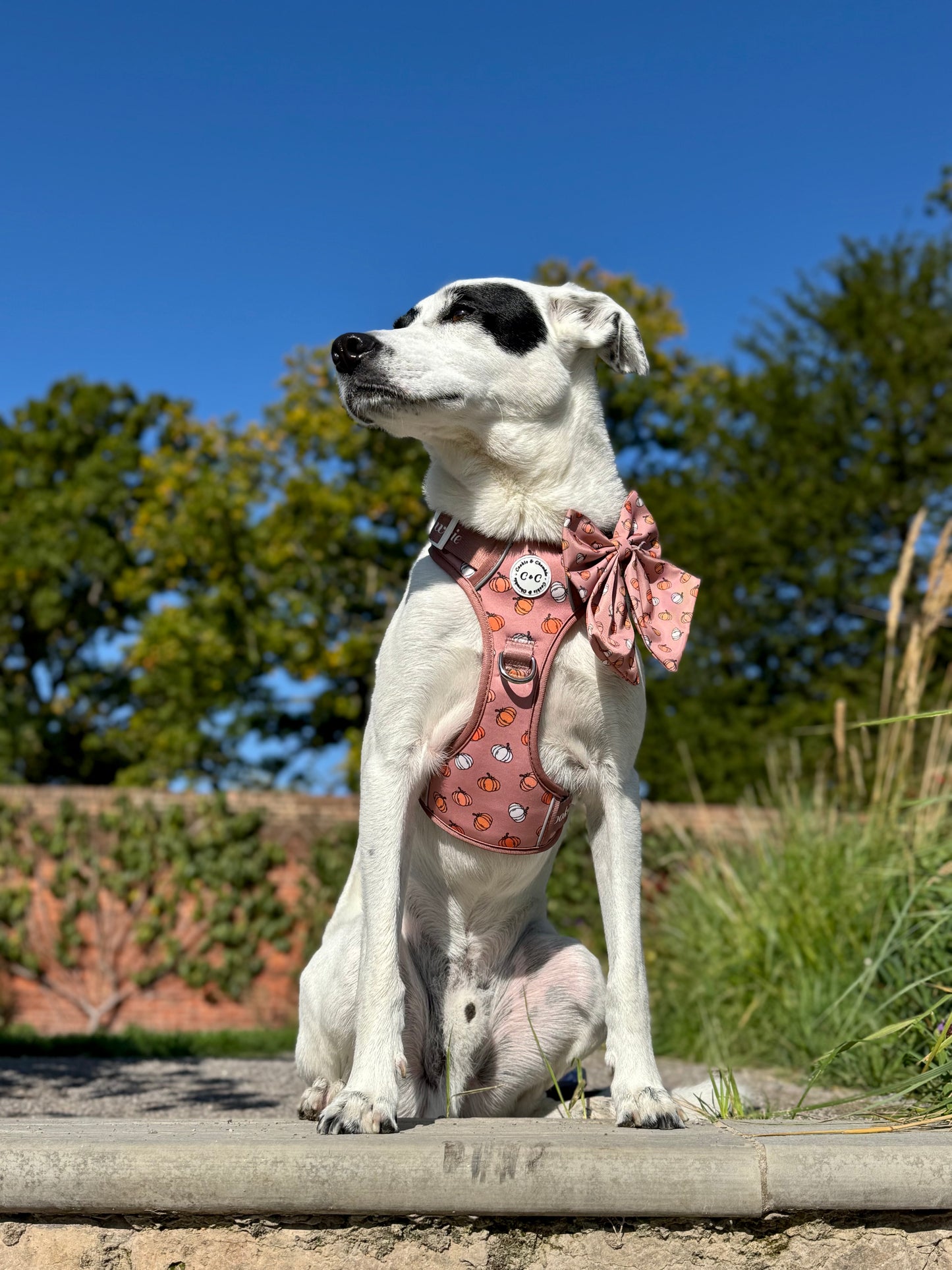 Adjustable TUFF Harness - 'Cinderella Latte'