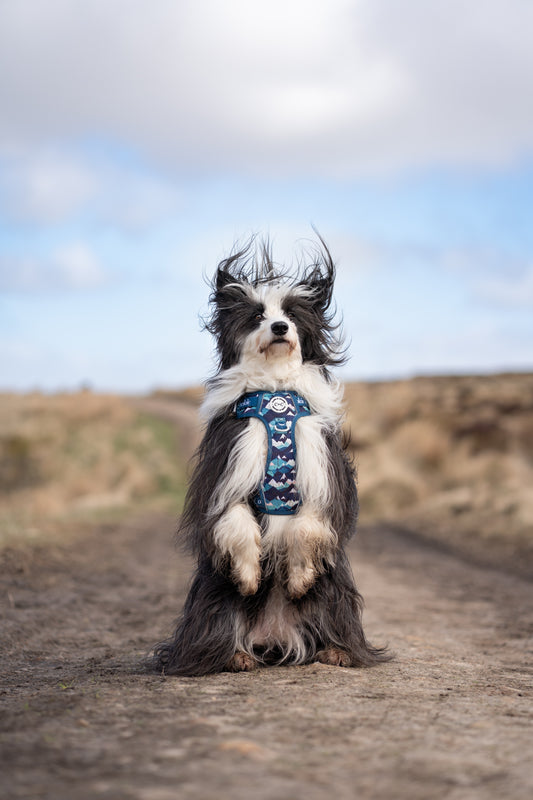 Adjustable TUFF Harness - 'Hike n' Seek'