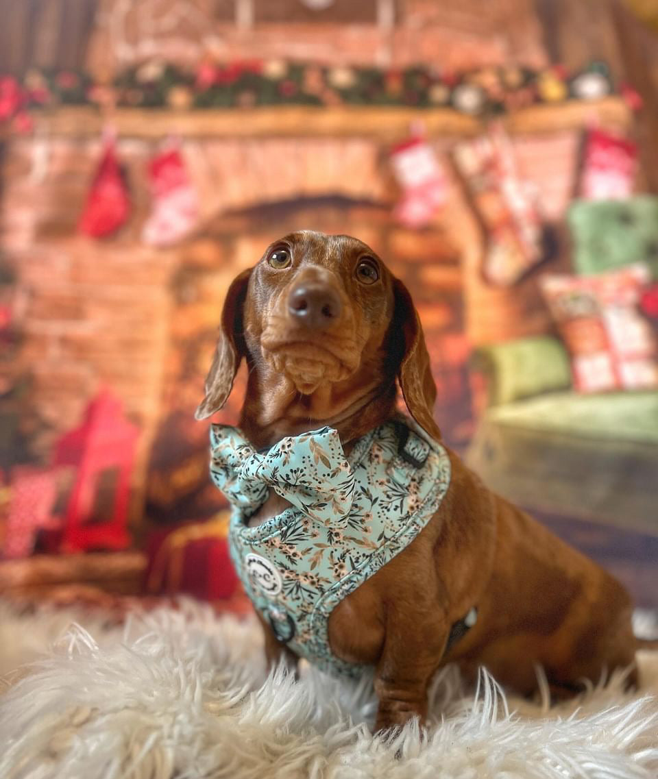 Bow Tie - 'Baby, it's Gold outside'