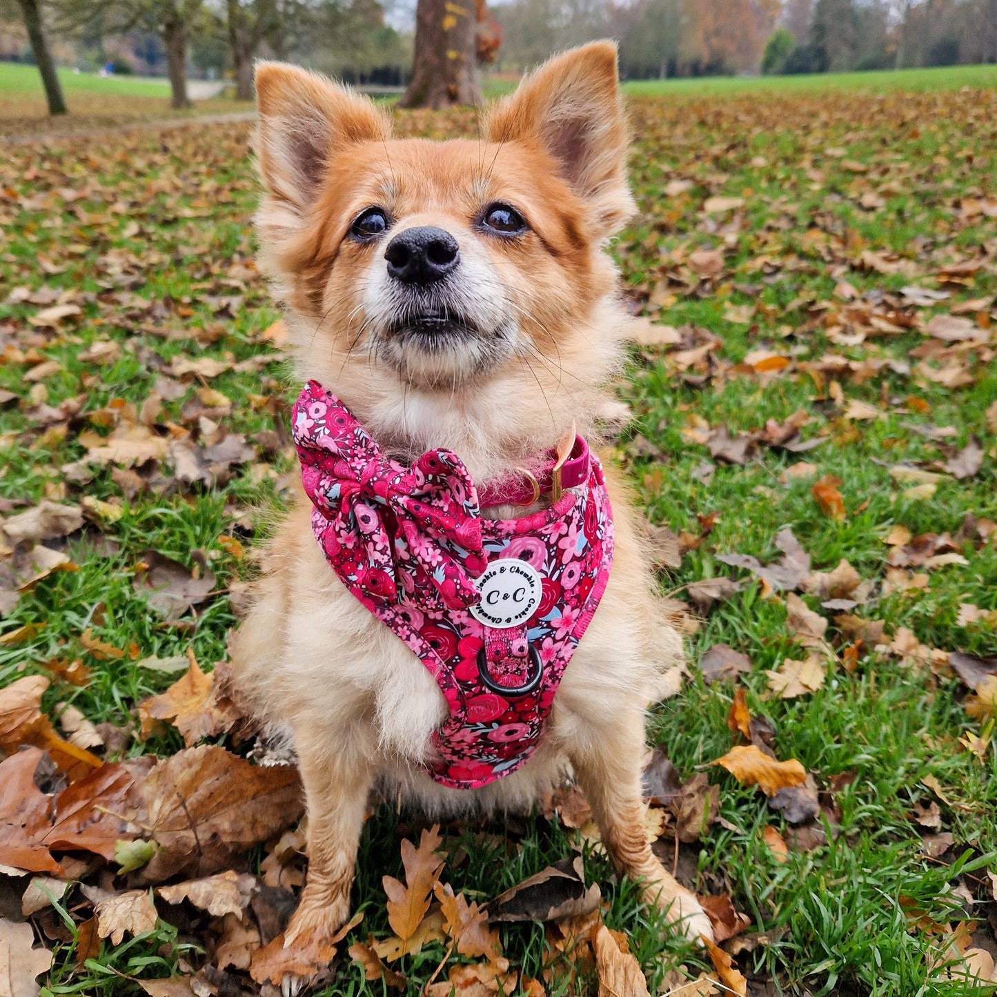 Adjustable Harness - 'On Chewsdays, We Wear Pink'