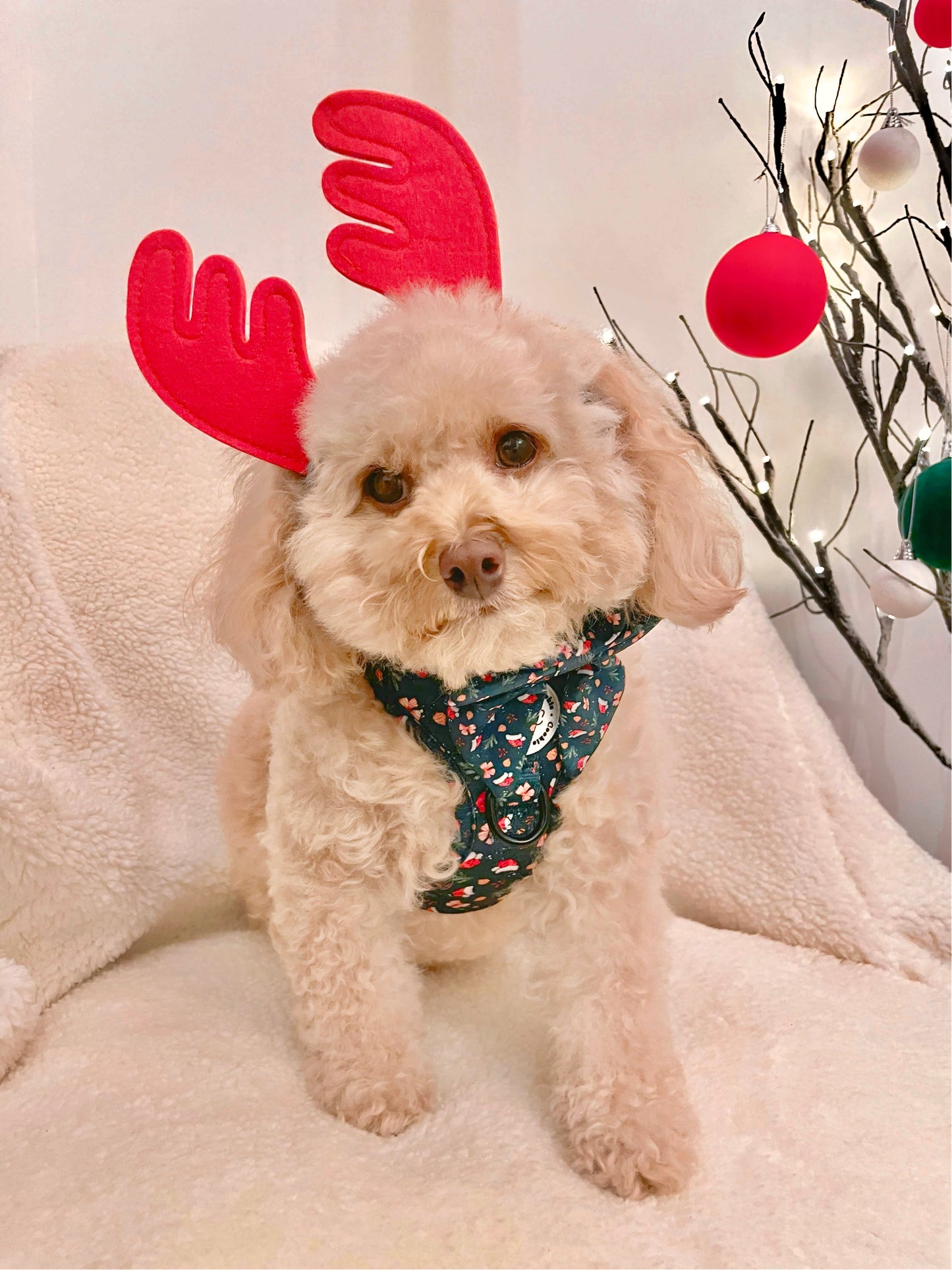Adjustable Harness - 'Dainty Little Christmas'