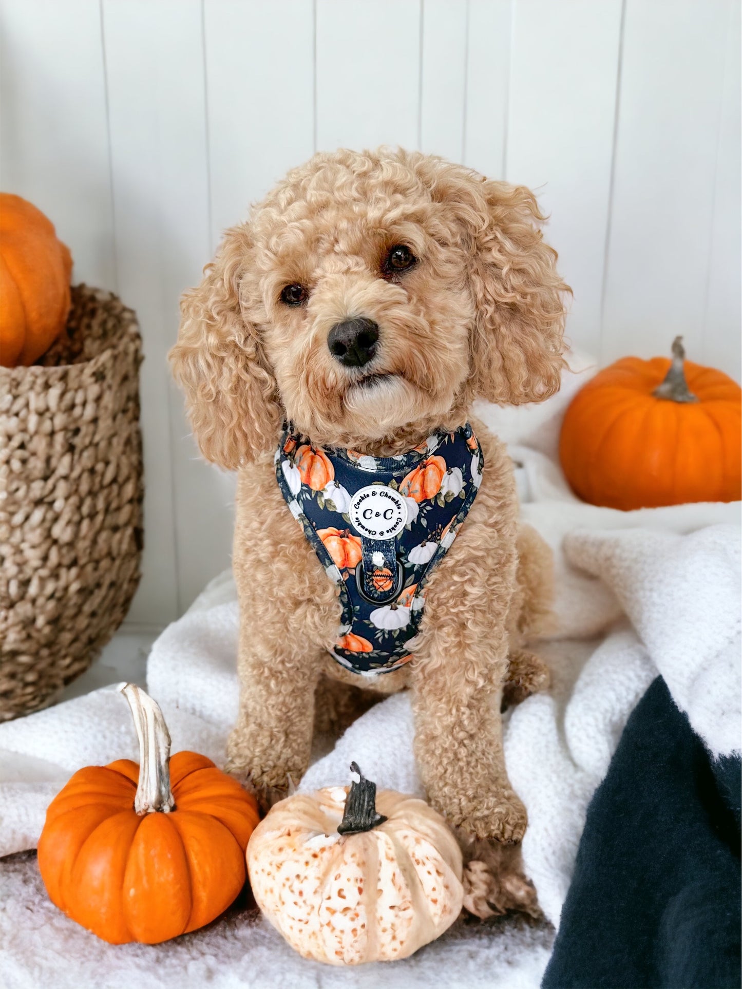 Adjustable Harness - 'My Little Pumpkin'