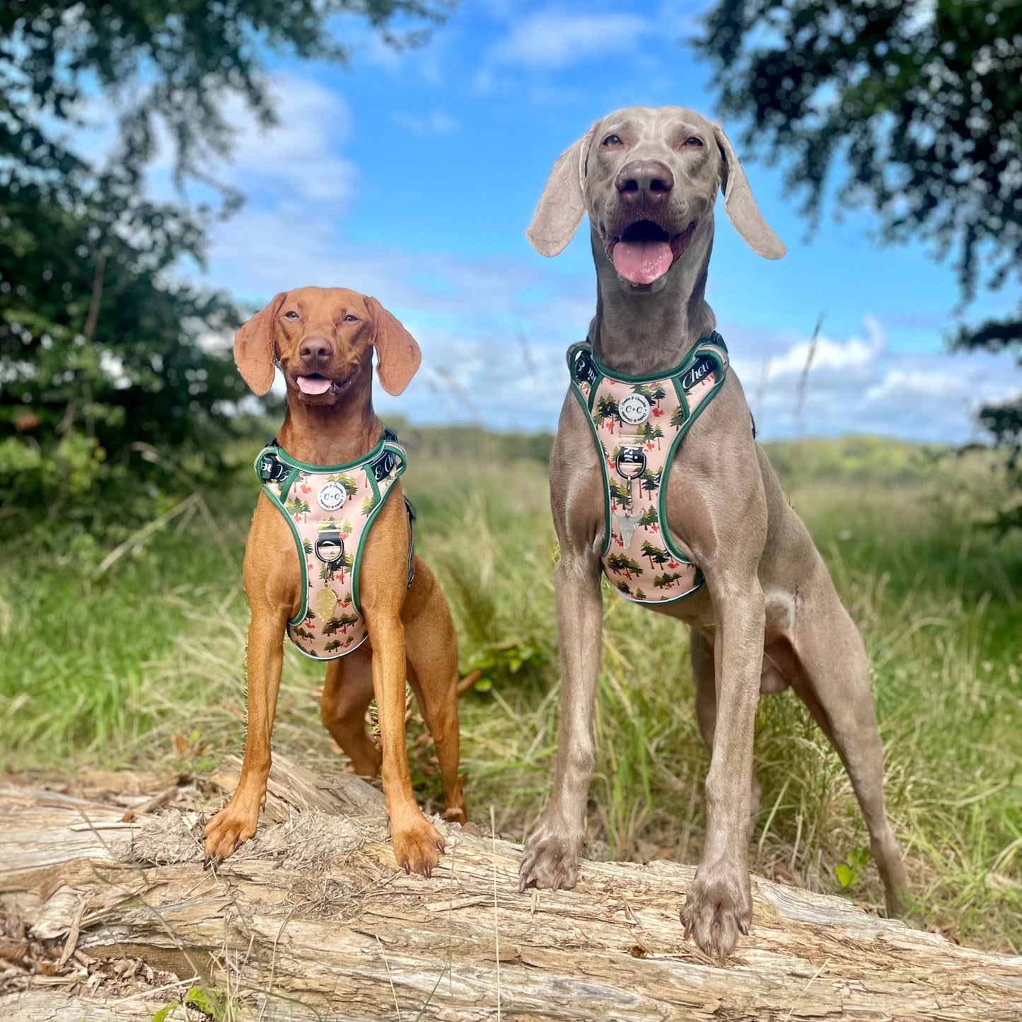 Adjustable TUFF Harness - 'Squirrel Pawtrol'