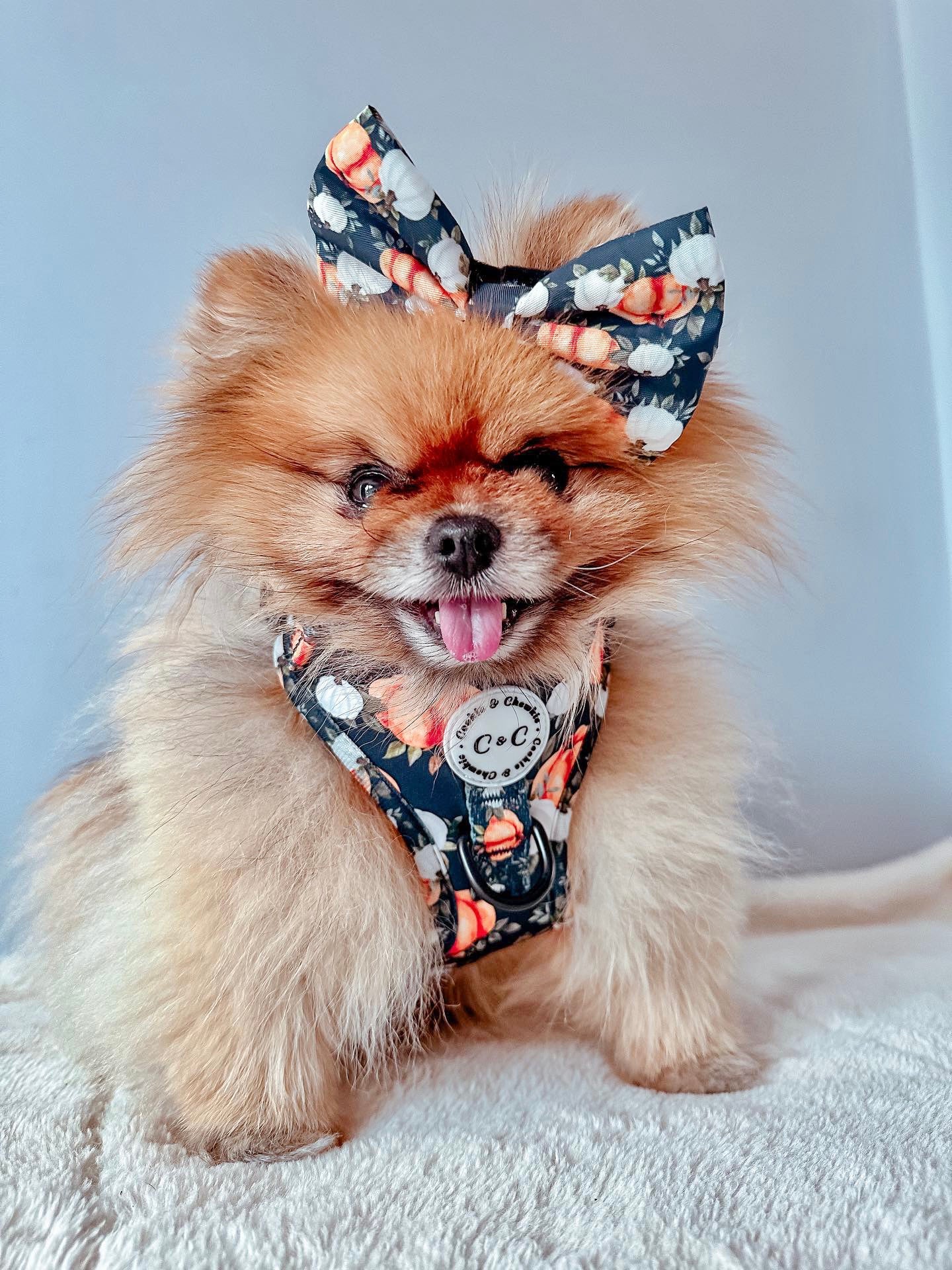 Bow Tie - 'My Little Pumpkin'
