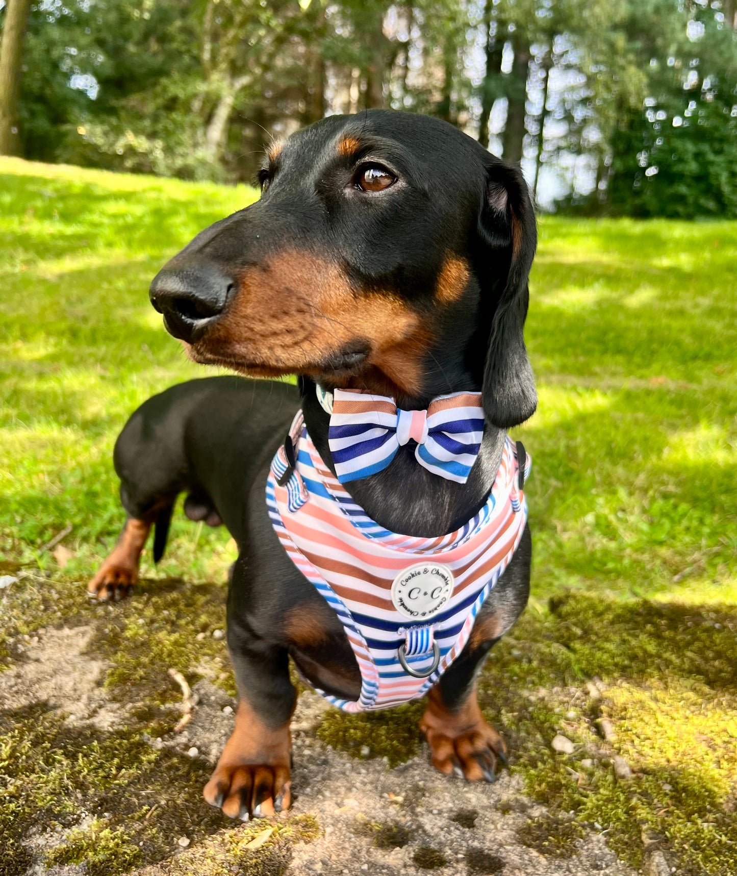 Adjustable Harness - 'I've Earned My Stripes'