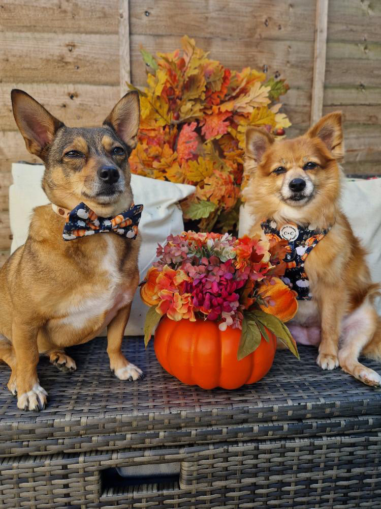 Adjustable Harness - 'My Little Pumpkin'