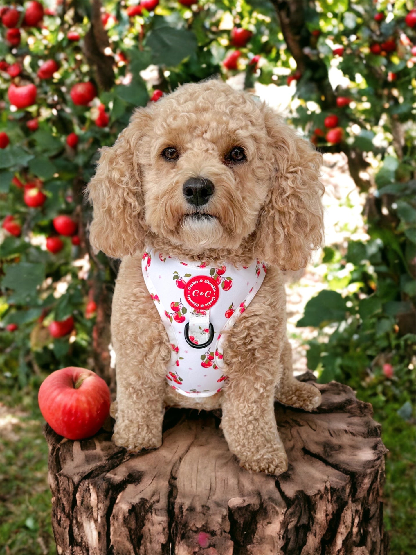 Adjustable Harness - 'Apple Pawtumn Jeans'