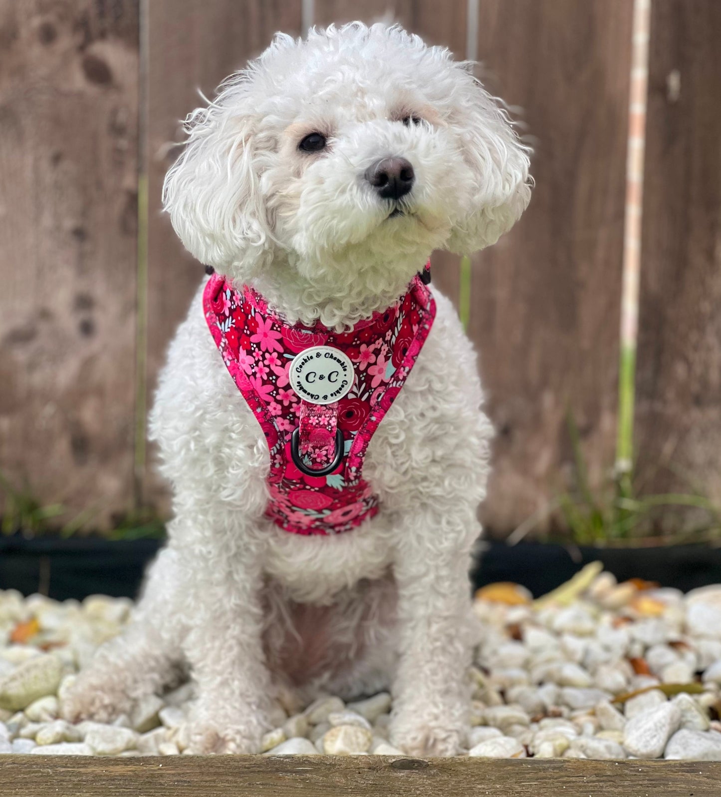 Adjustable Harness - 'On Chewsdays, We Wear Pink'