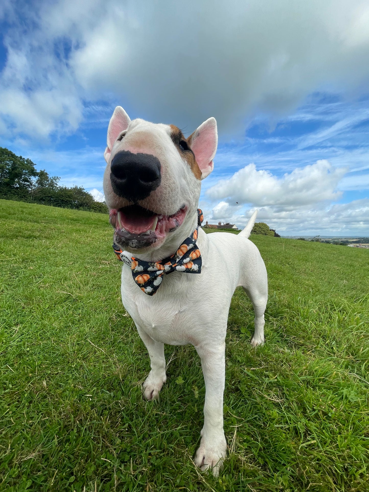 Adjustable Harness - 'My Little Pumpkin'
