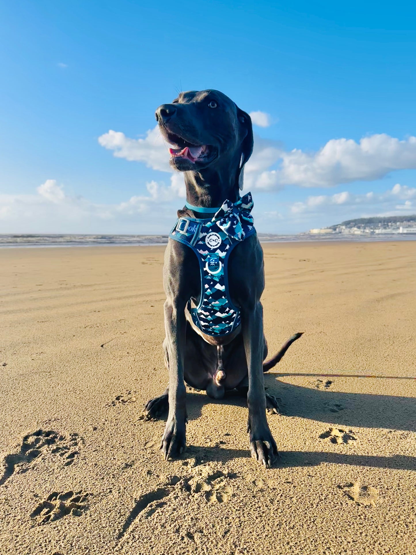 Adjustable TUFF Harness - 'Hike n' Seek'