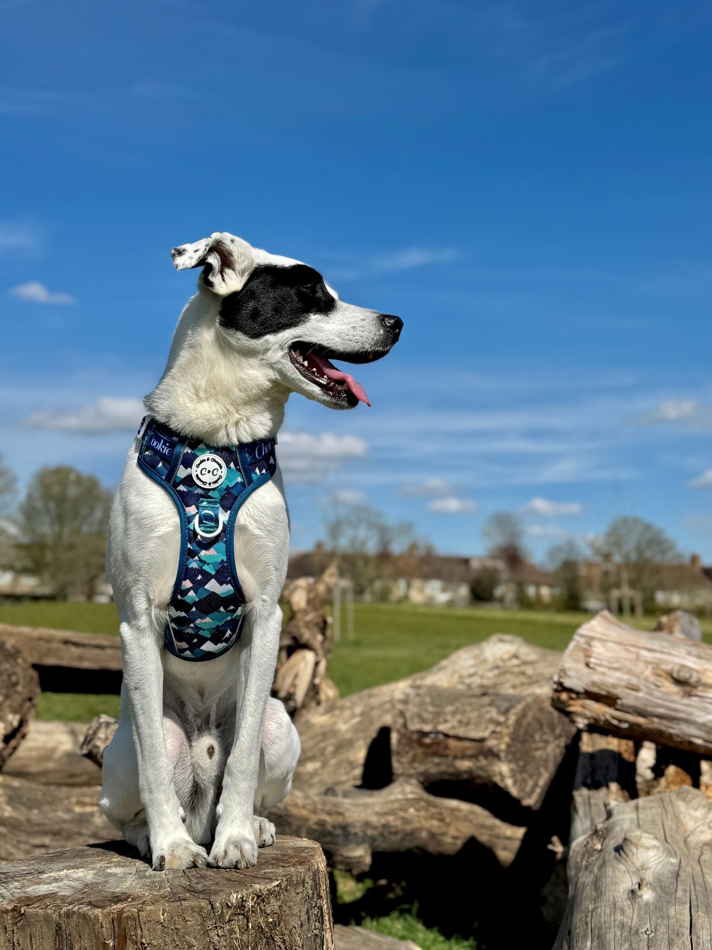 Adjustable TUFF Harness - 'Hike n' Seek'