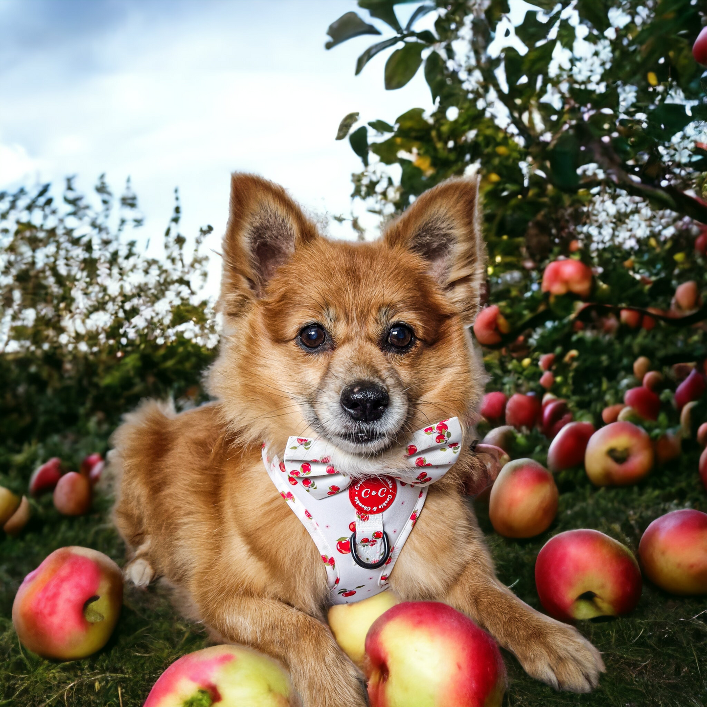 Adjustable Harness - 'Apple Pawtumn Jeans'