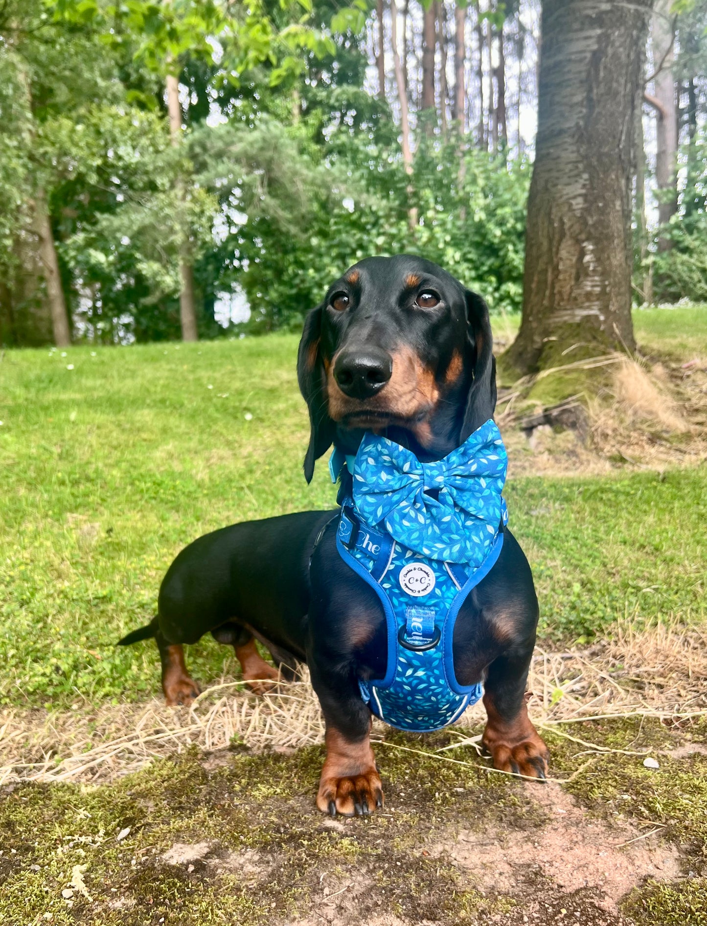 Poop Bag Holder – ‘Don't Stop Be-Leafing'