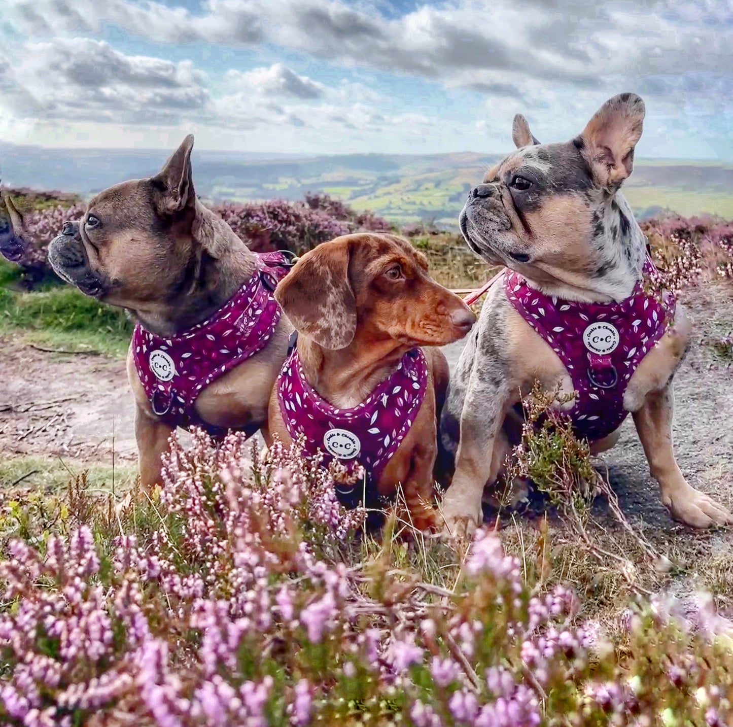 Adjustable Harness - 'Don't Stop Be-Leafing - Merlot'