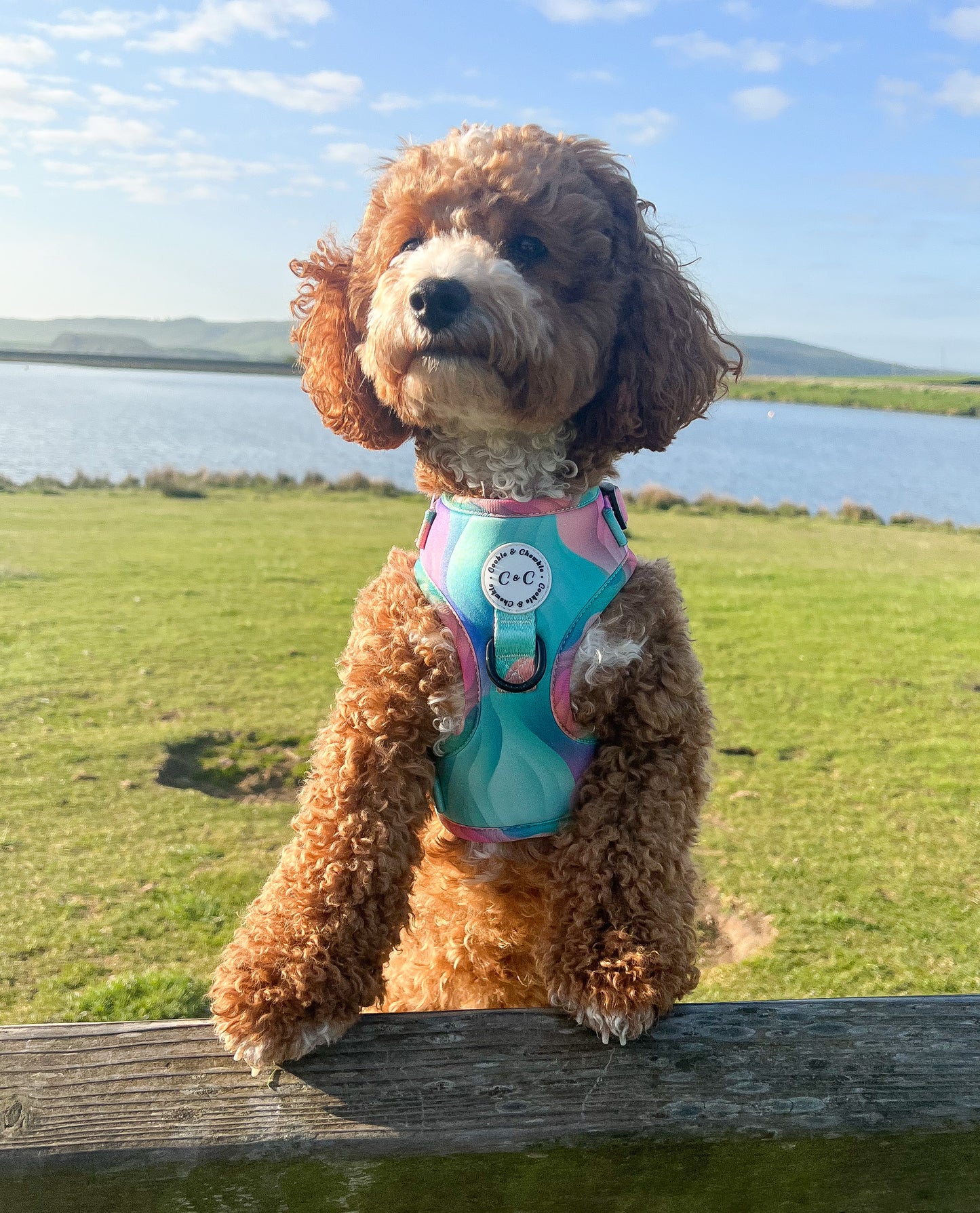Adjustable harness - 'Colours of the Wind'