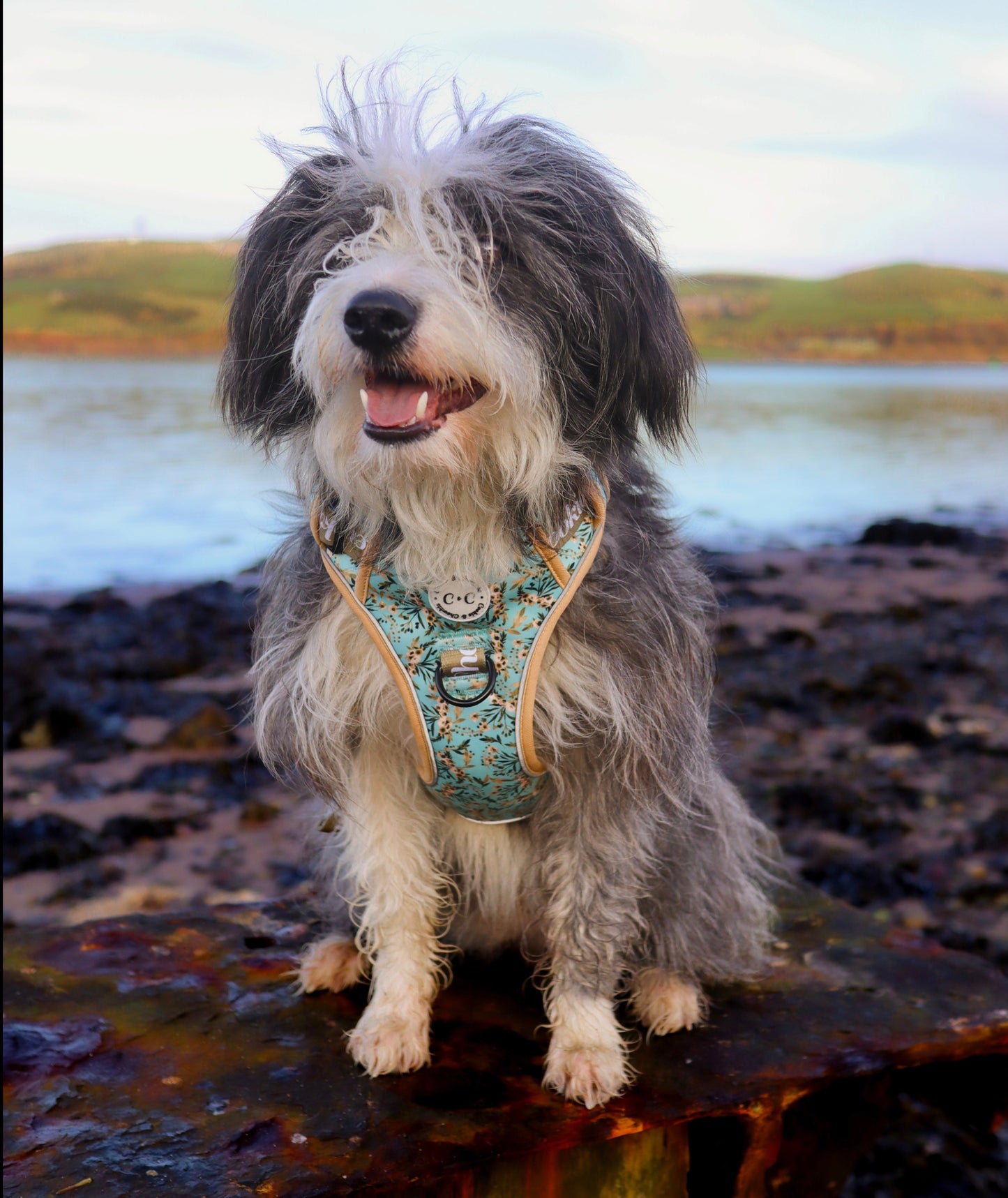 Adjustable TUFF Harness - 'Baby, it's Gold outside'
