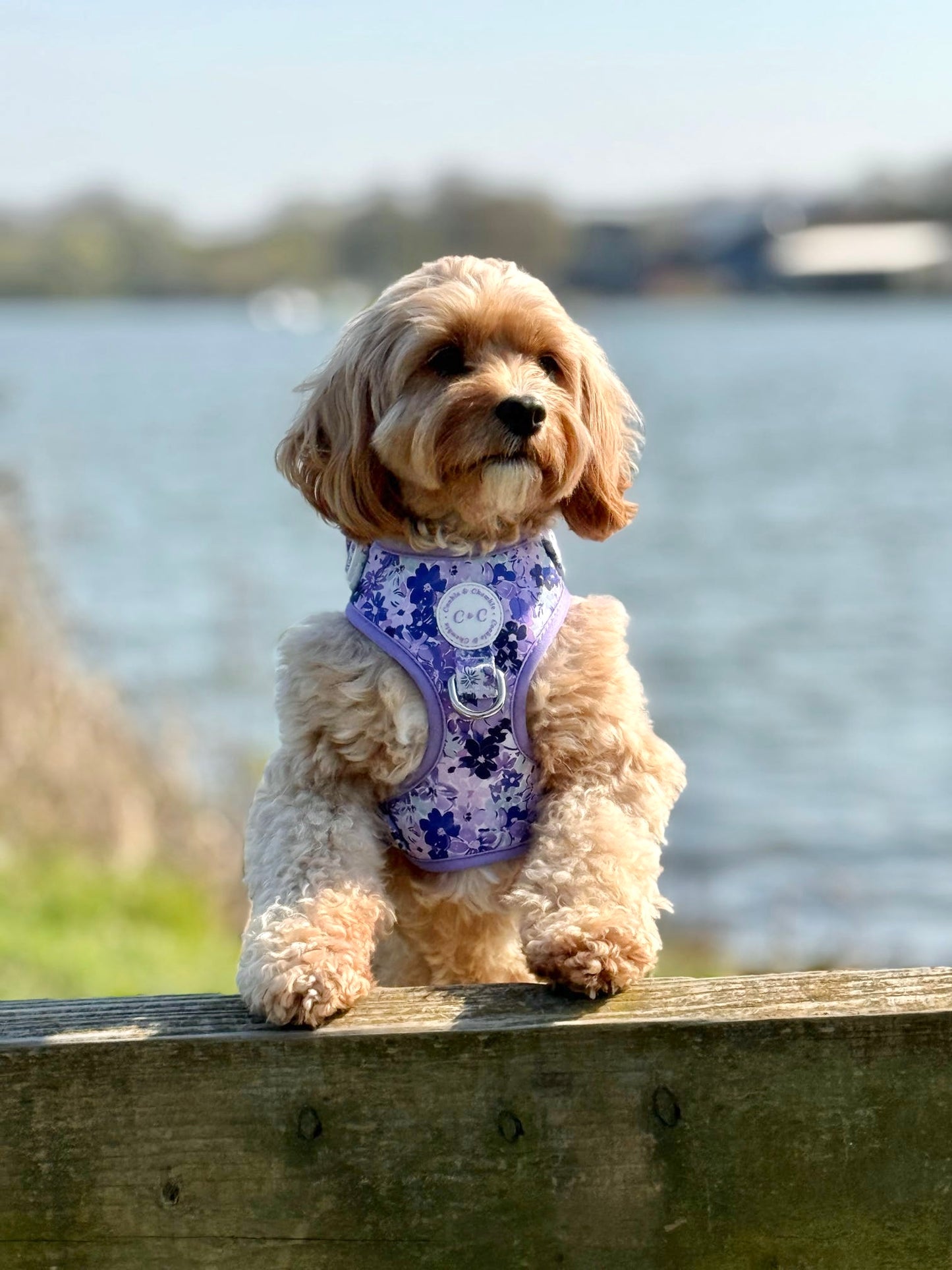 Adjustable Harness - 'Reine des Fleurs'