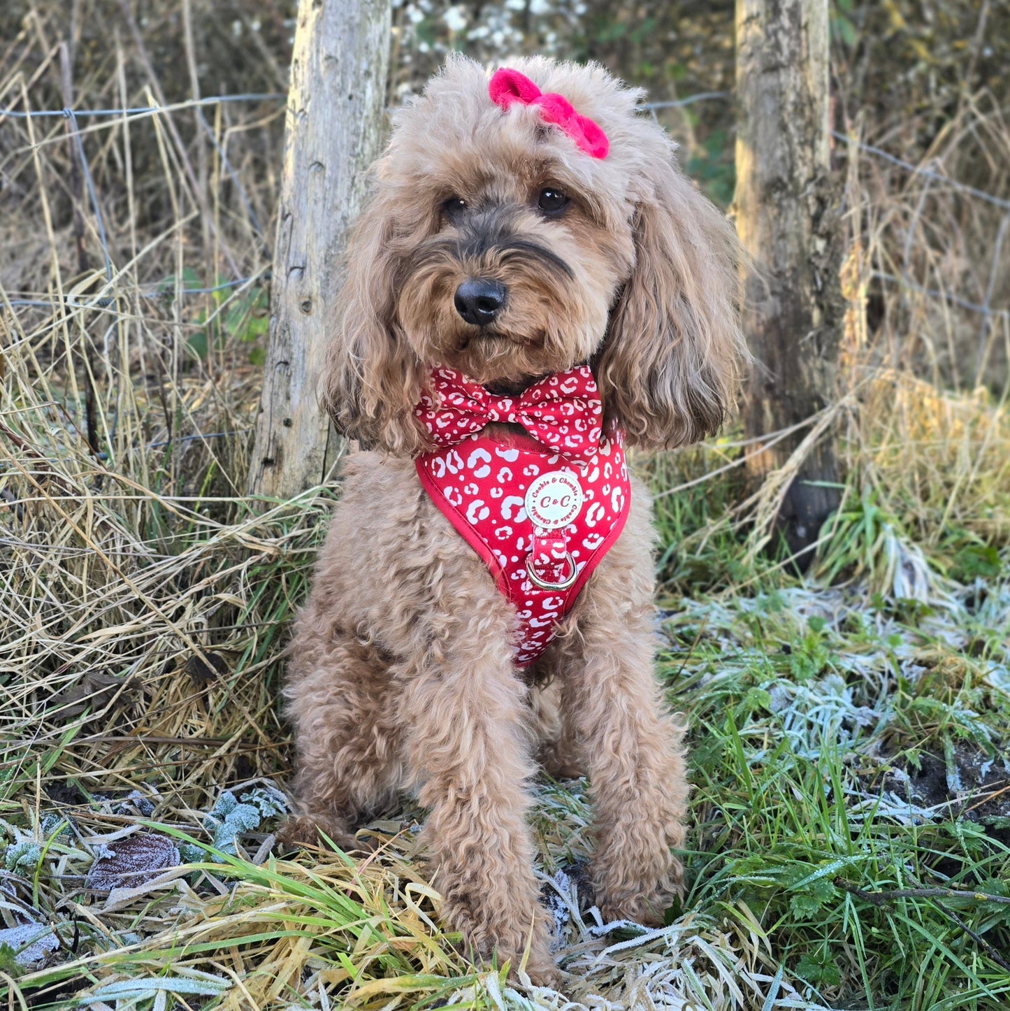Adjustable Harness - 'Wildest Dreams - Rouge'