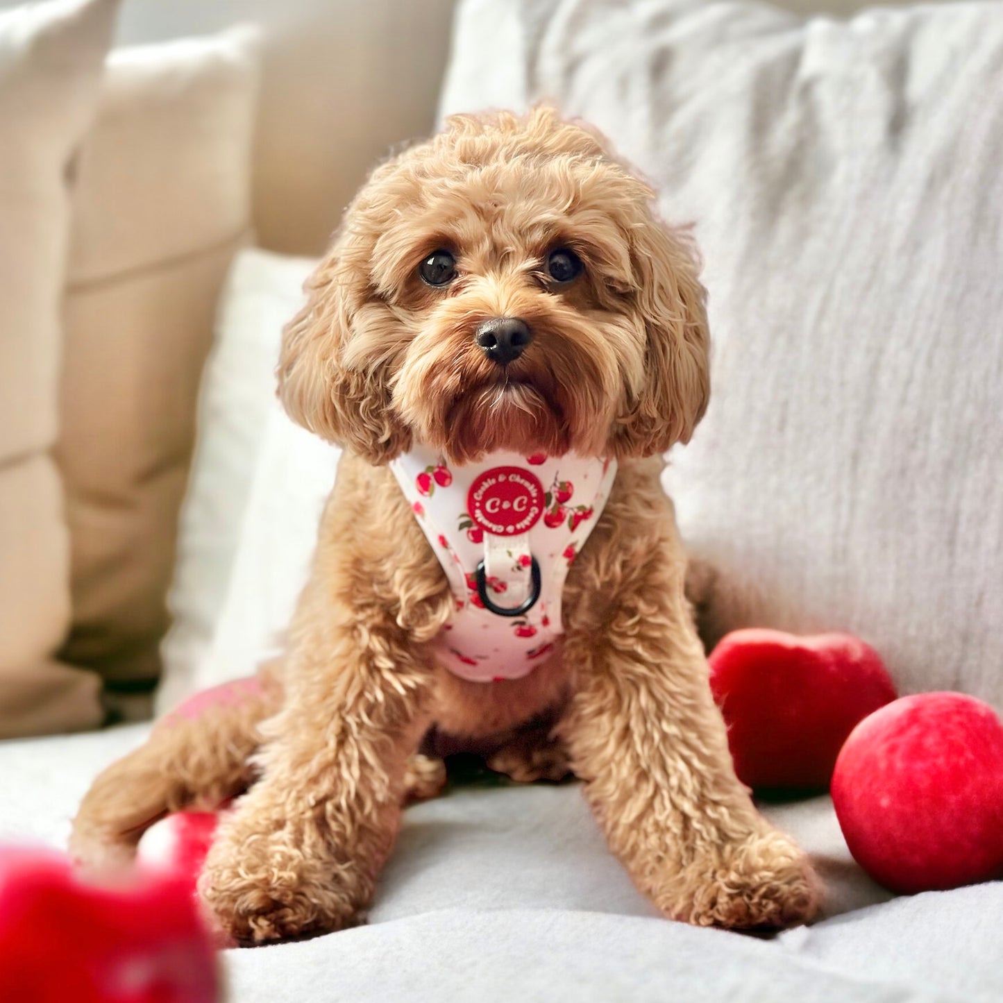 Adjustable Harness - 'Apple Pawtumn Jeans'