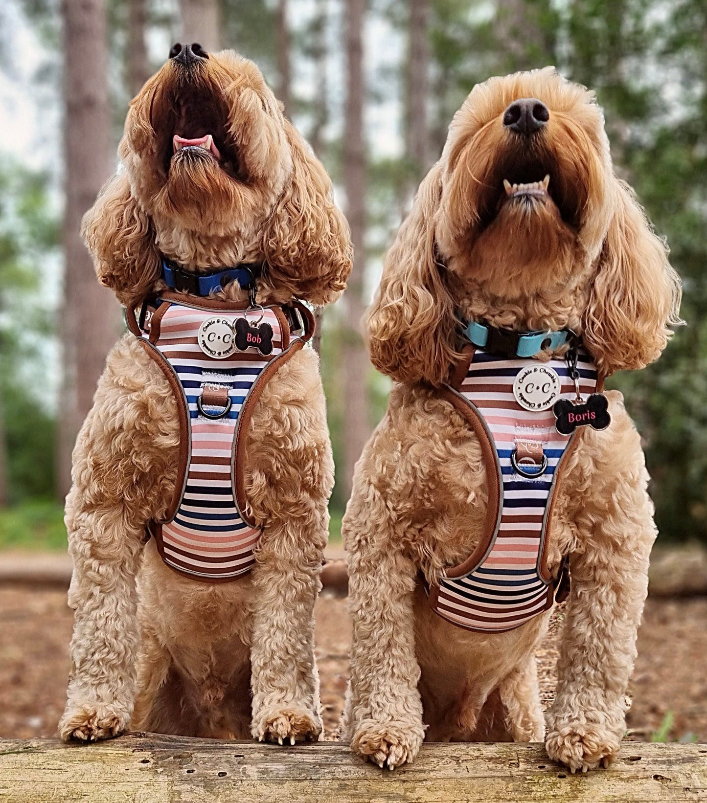 Adjustable Harness - 'I've Earned My Stripes'