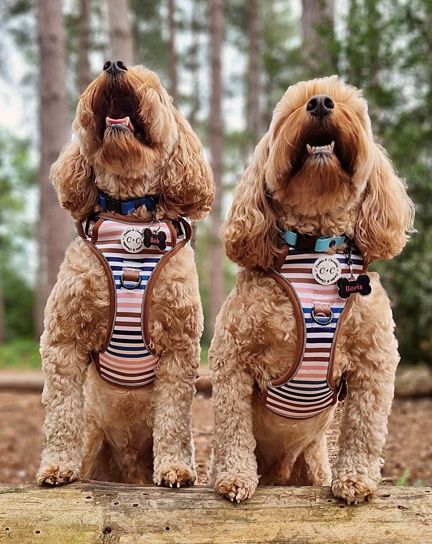 Adjustable TUFF Harness - 'I've Earned My Stripes'