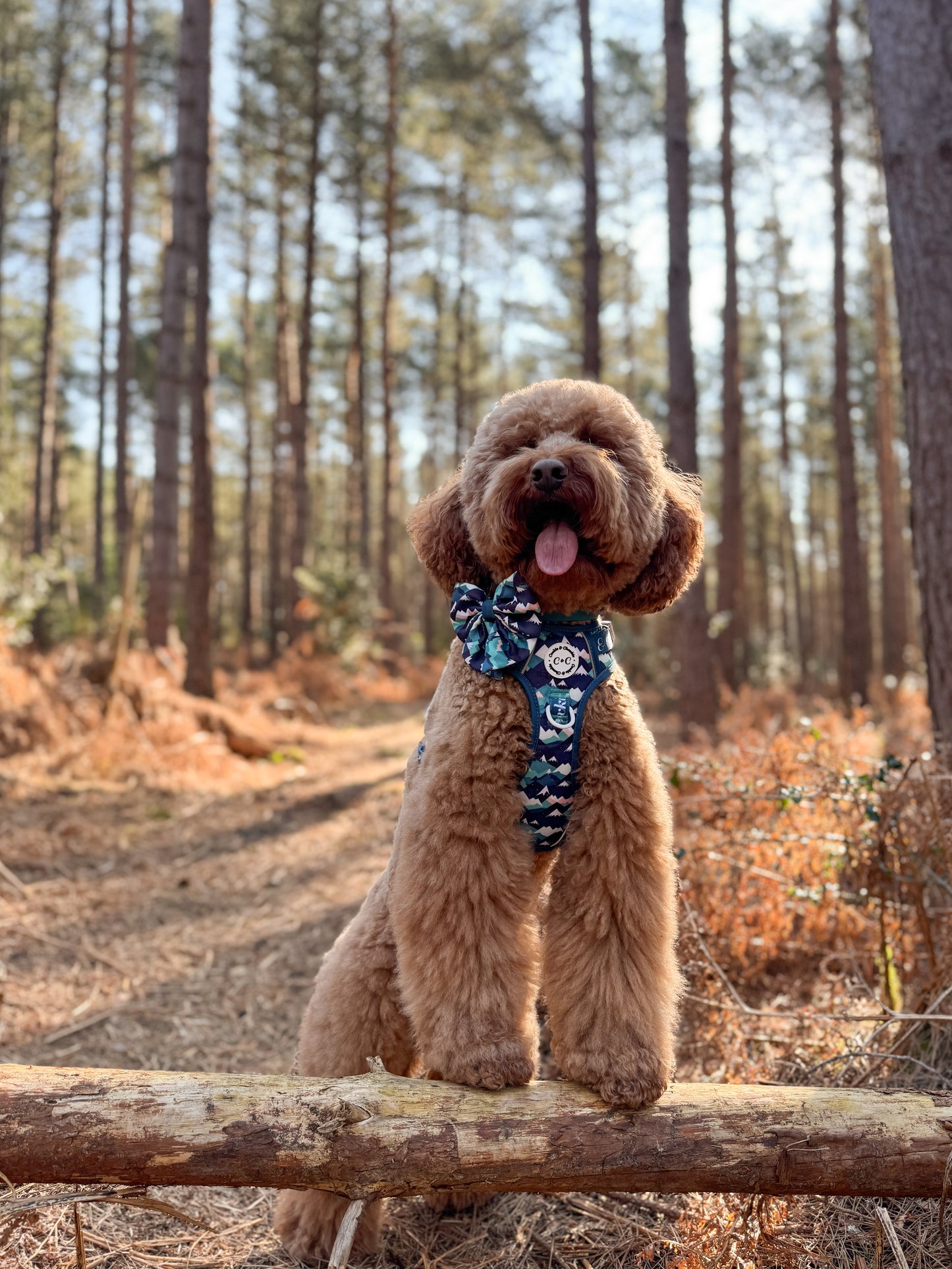 Adjustable TUFF Harness - 'Hike n' Seek'