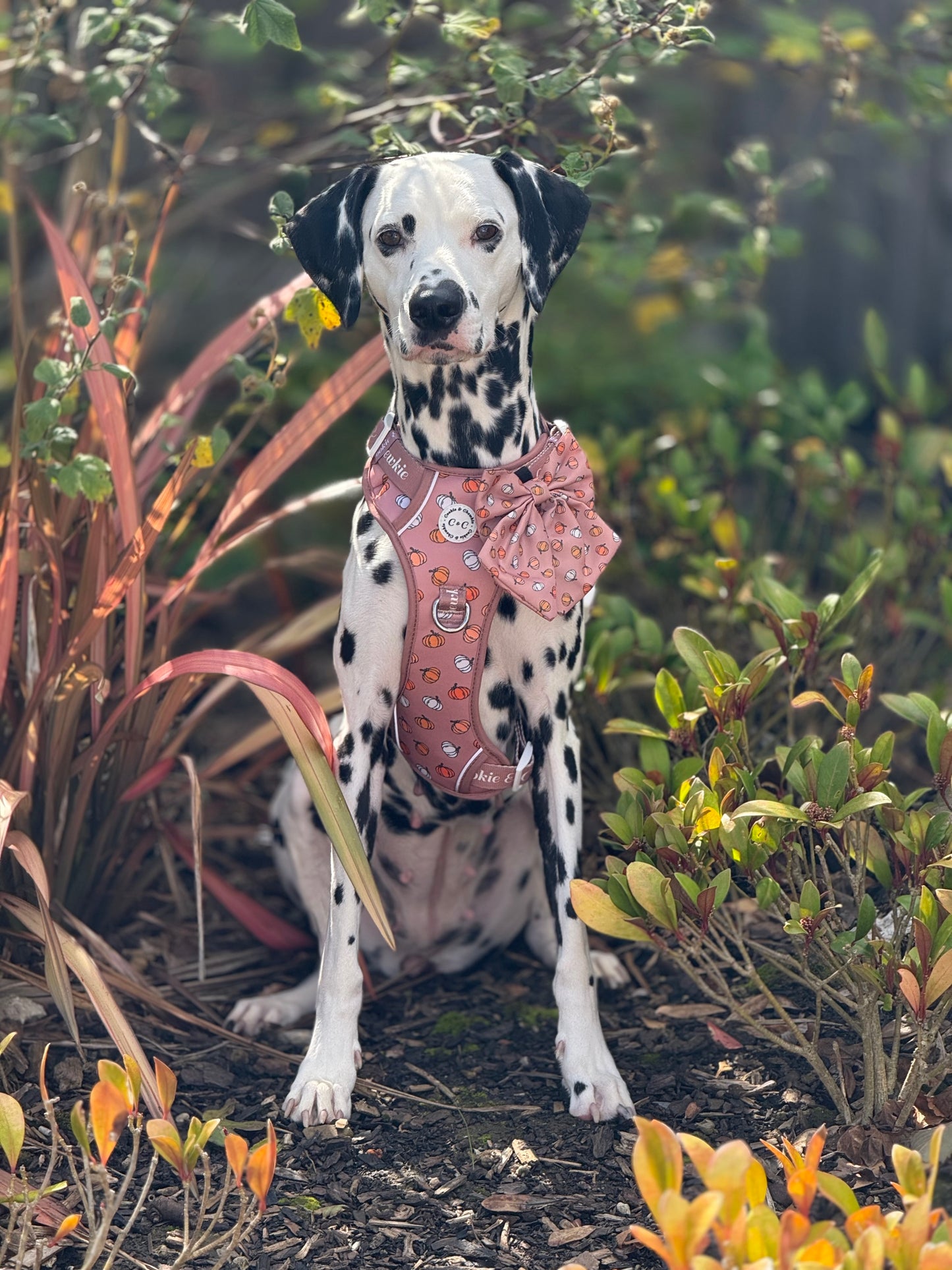 Adjustable TUFF Harness - 'Cinderella Latte'