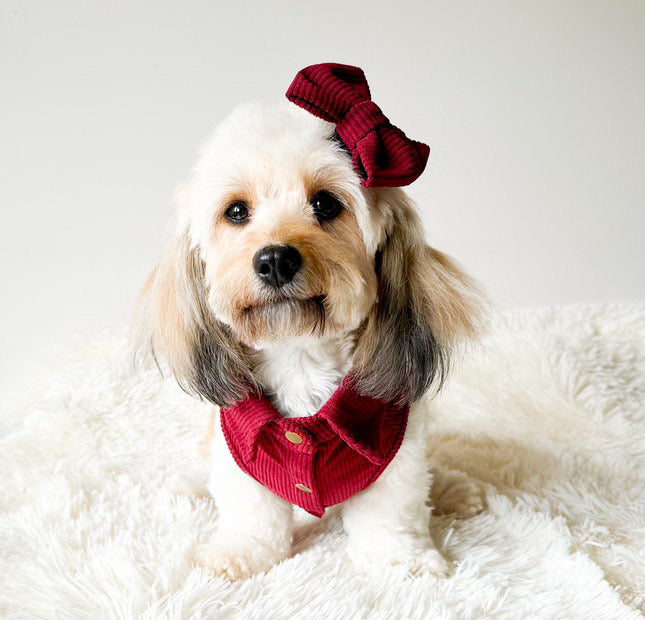 CLASSIES Corduroy Bow Tie - 'September'