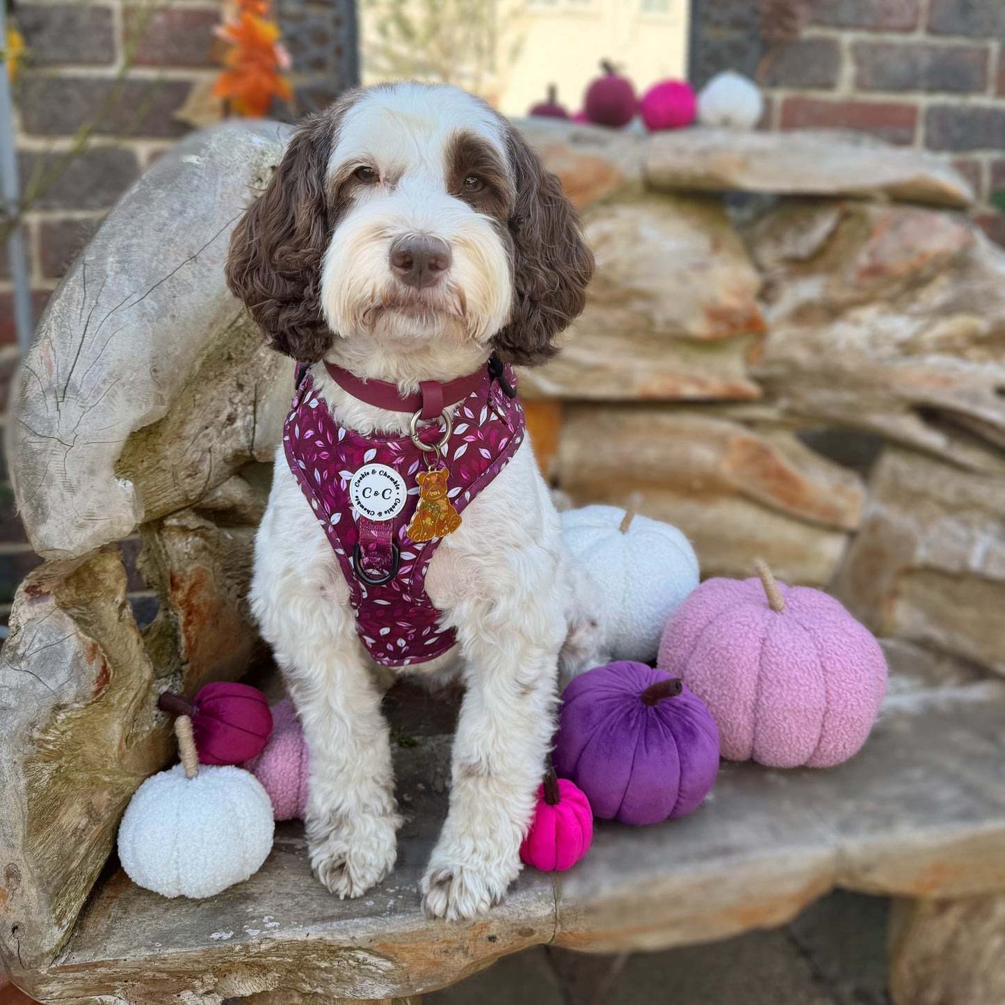 Adjustable Harness - 'Don't Stop Be-Leafing - Merlot'