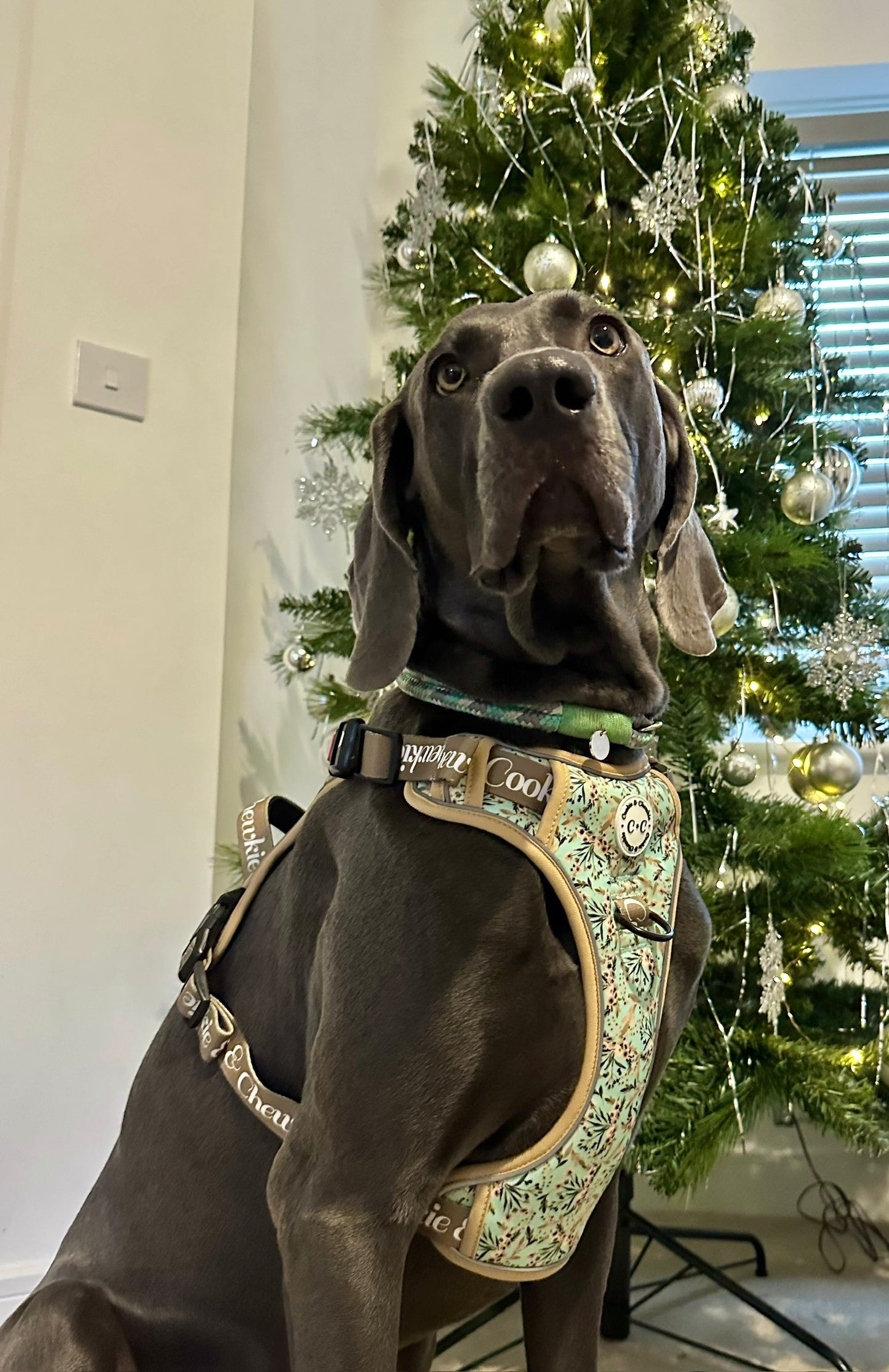 Adjustable TUFF Harness - 'Baby, it's Gold outside'