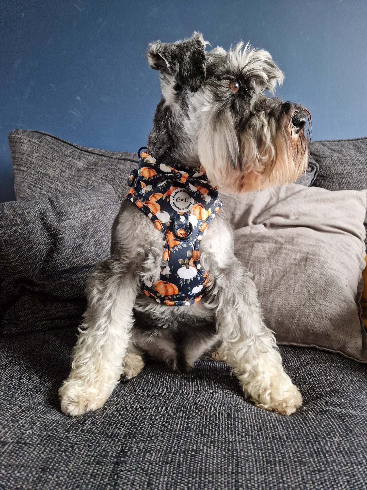 Bow Tie - 'My Little Pumpkin'