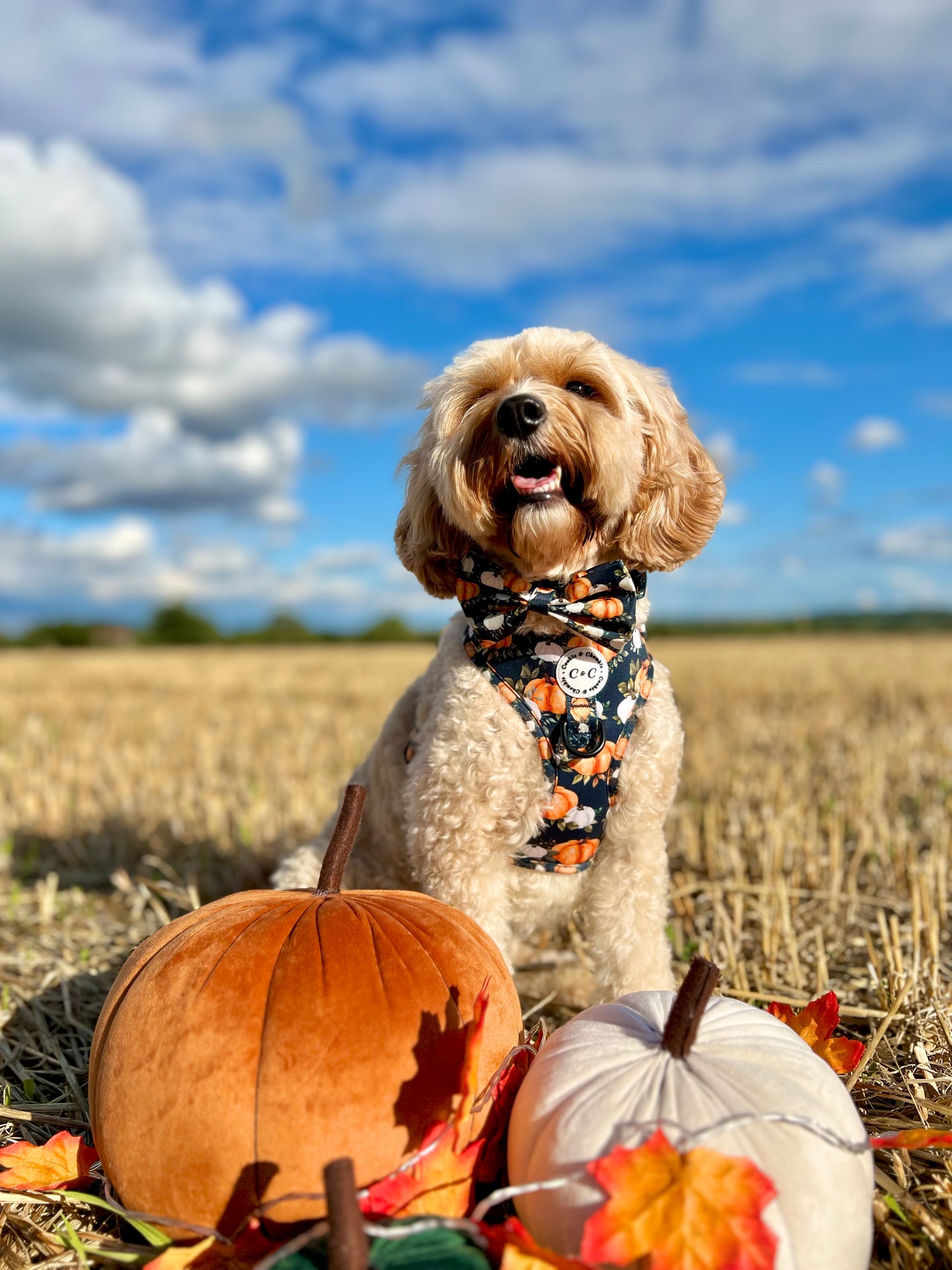 Adjustable Harness - 'My Little Pumpkin'