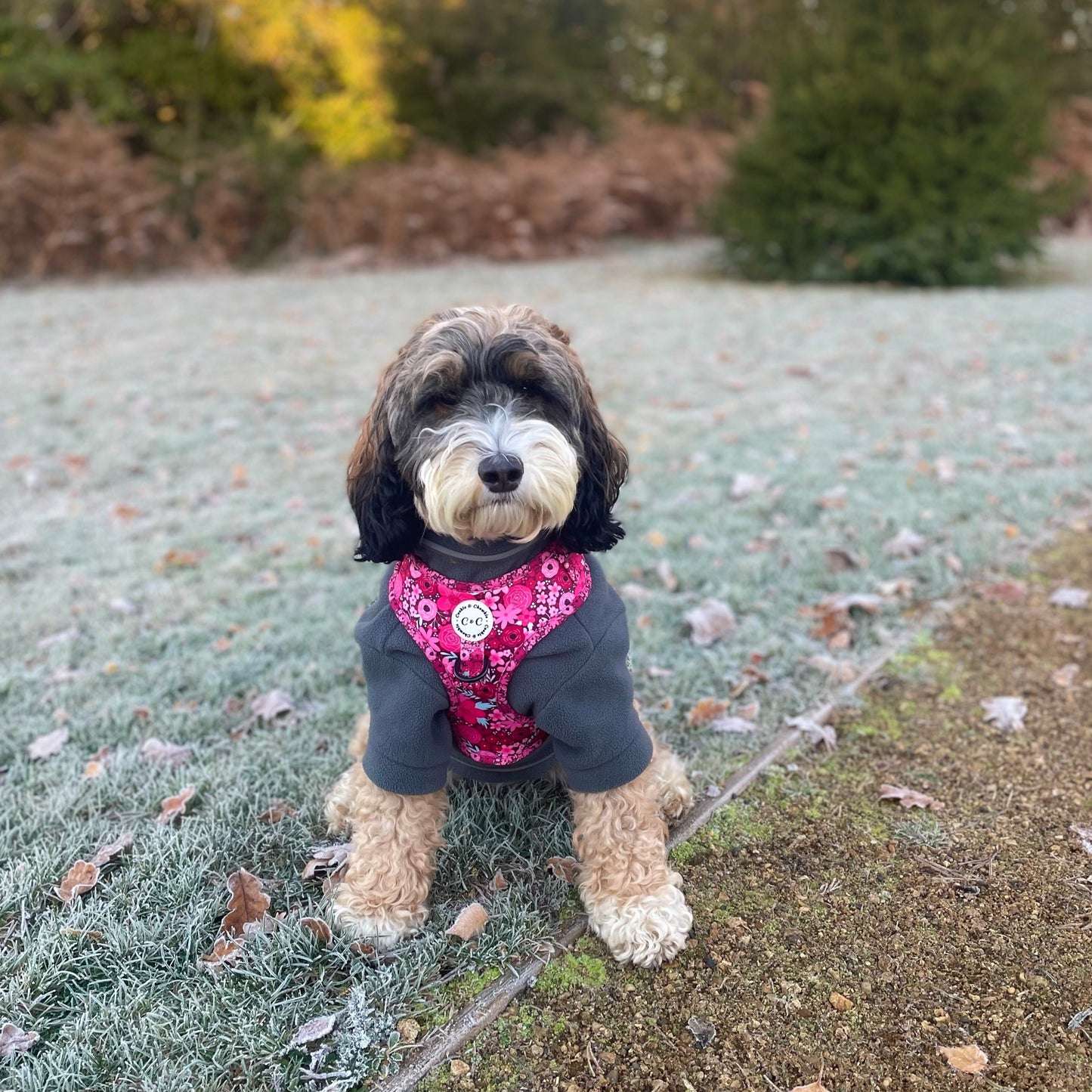 Adjustable Harness - 'On Chewsdays, We Wear Pink'