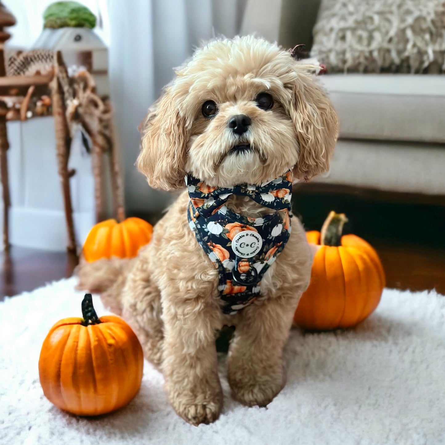 Lead – ‘My Little Pumpkin’