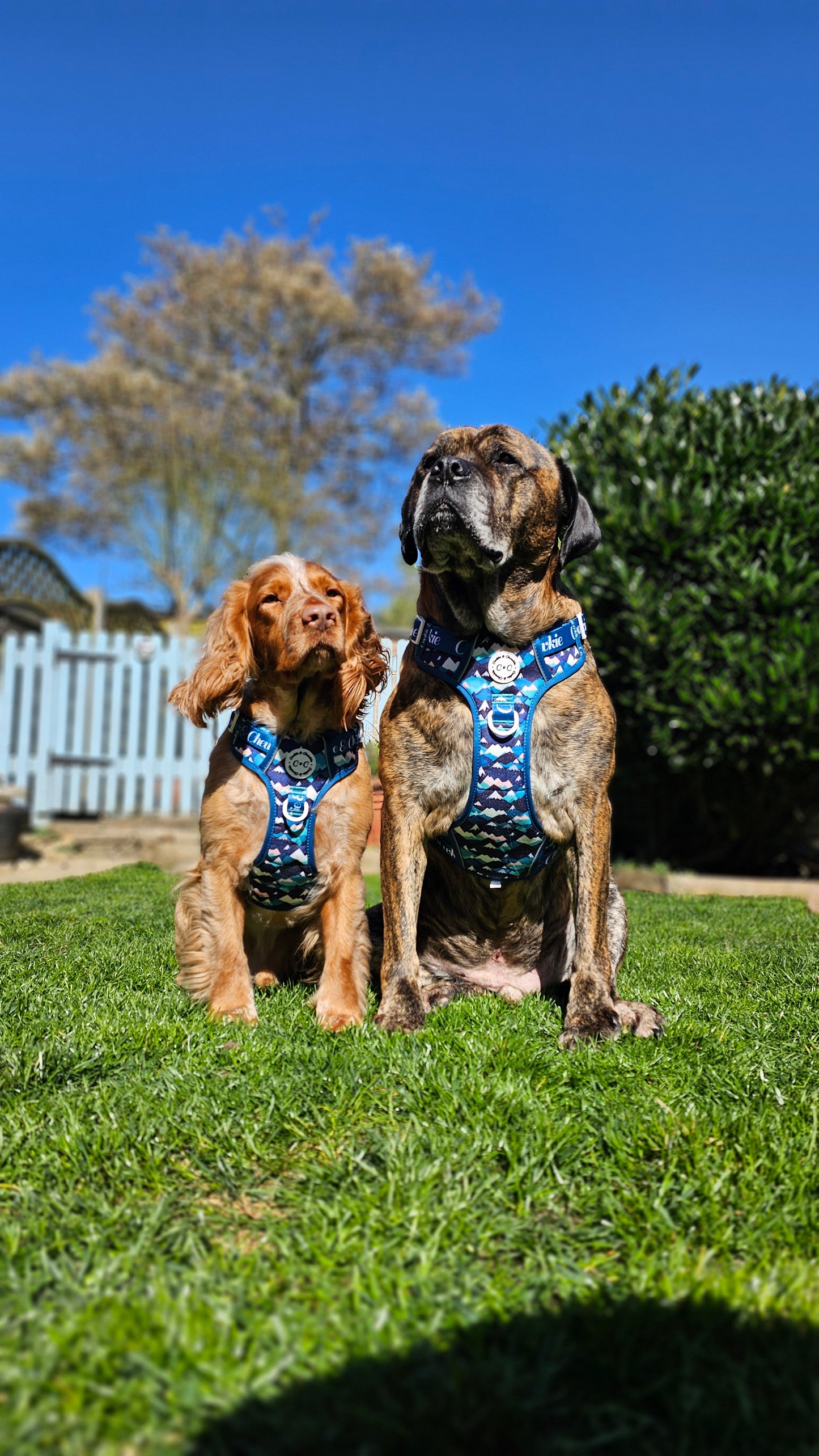 Adjustable TUFF Harness - 'Hike n' Seek'