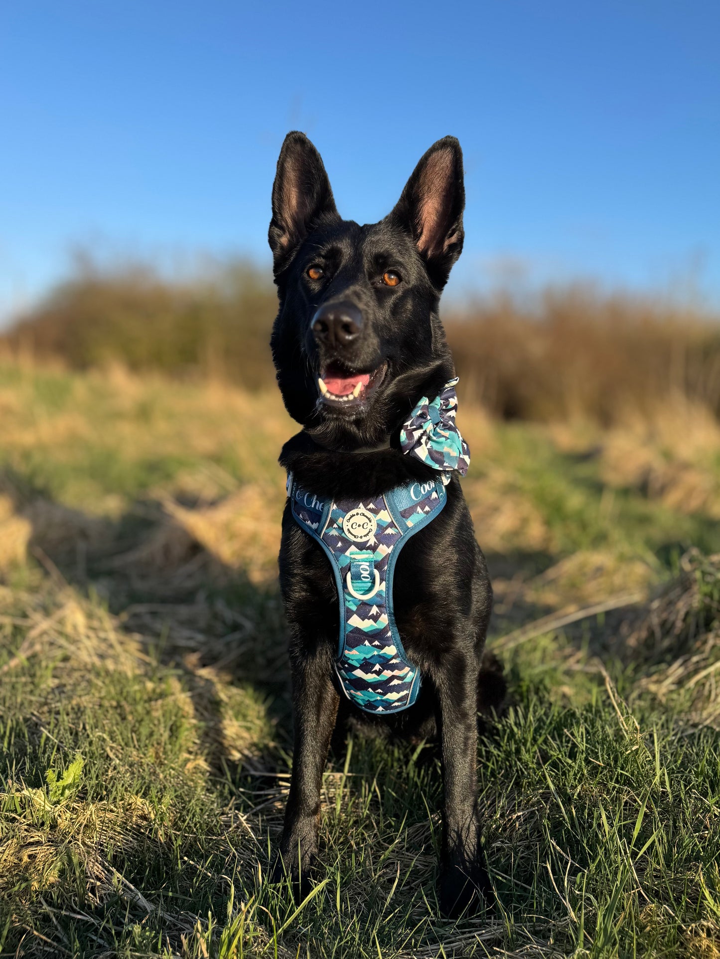 Adjustable TUFF Harness - 'Hike n' Seek'